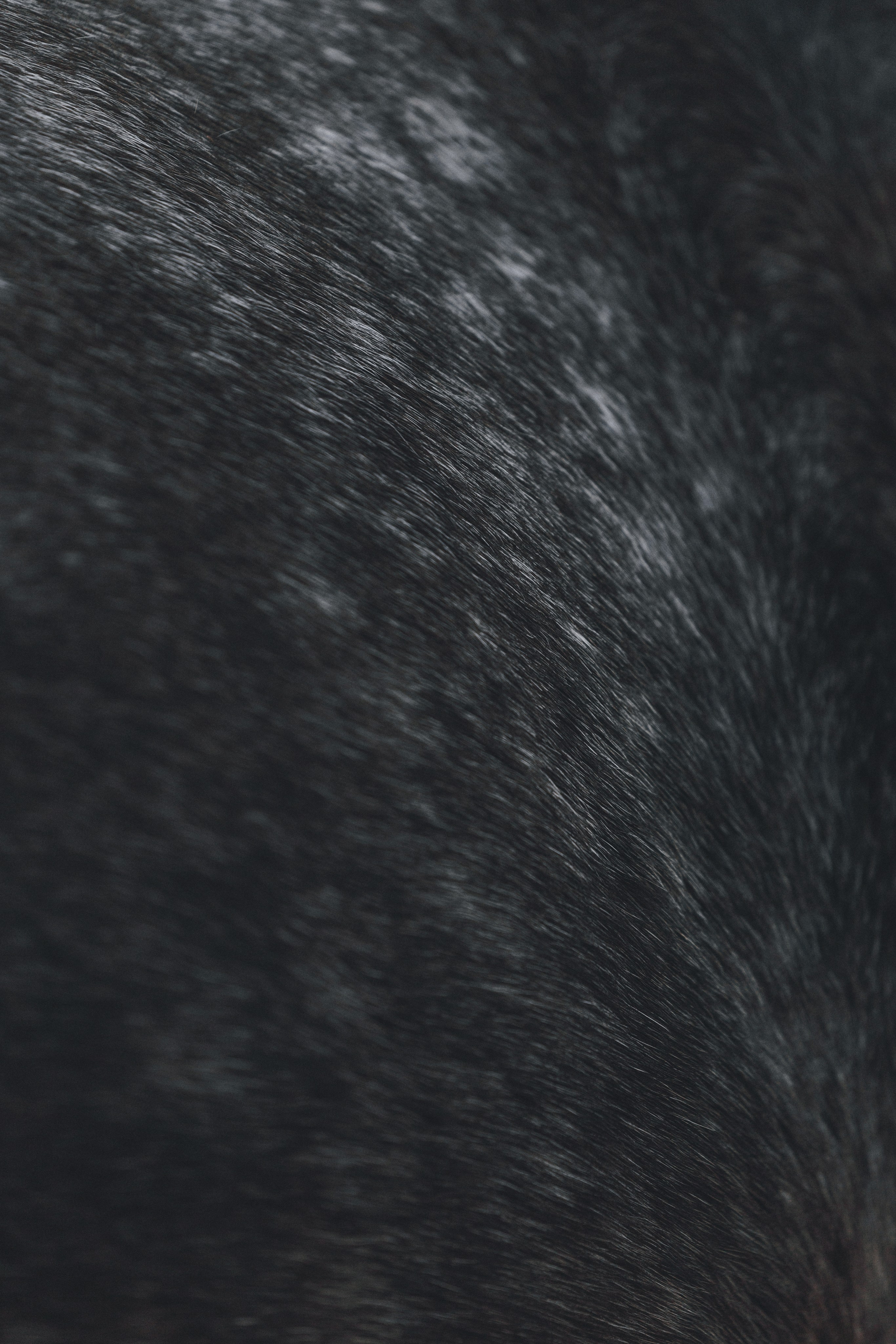 Ирина и Командор. Фотограф анималист Осипчикова Мария