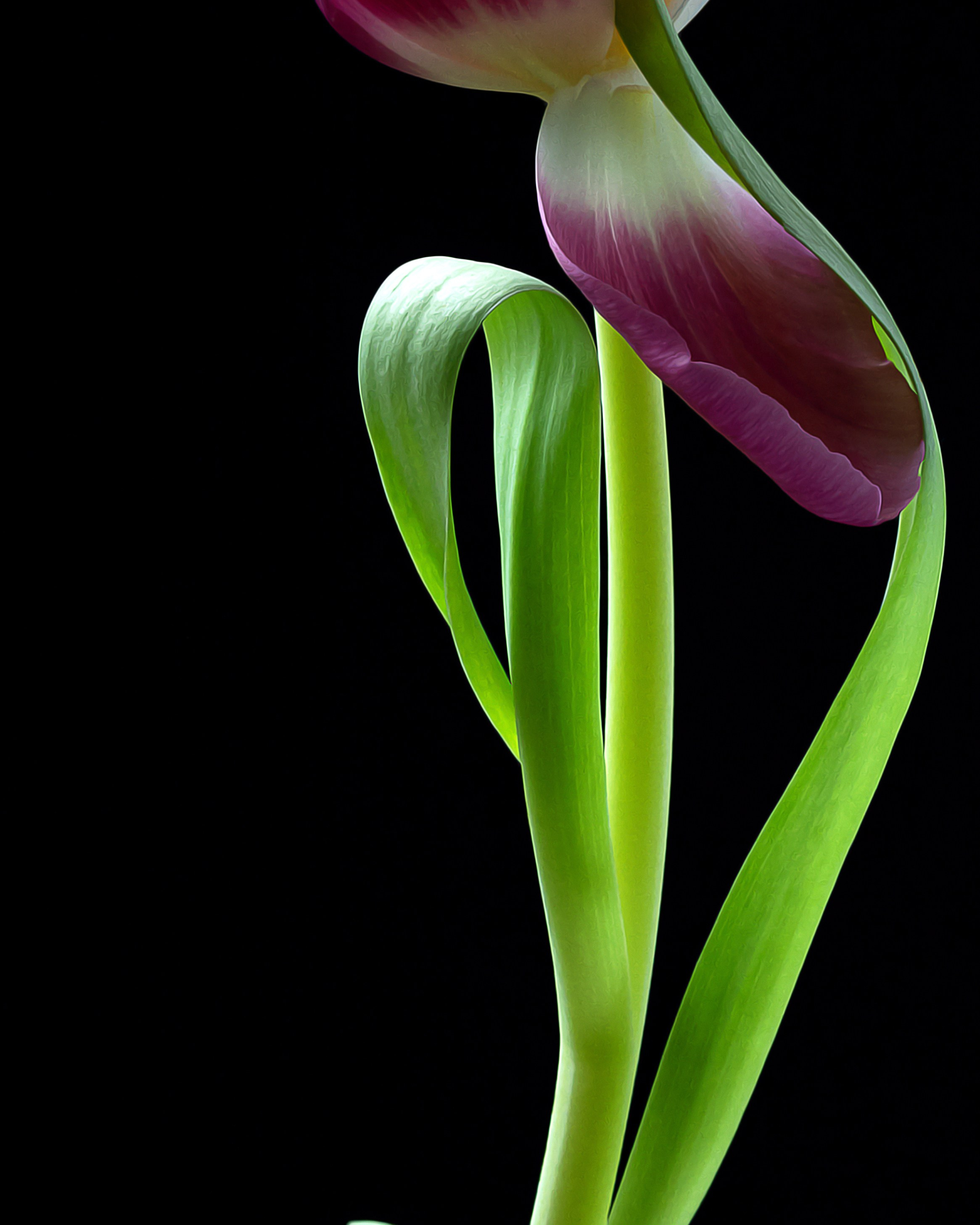 Shirin. Author’s fine art prints with international delivery