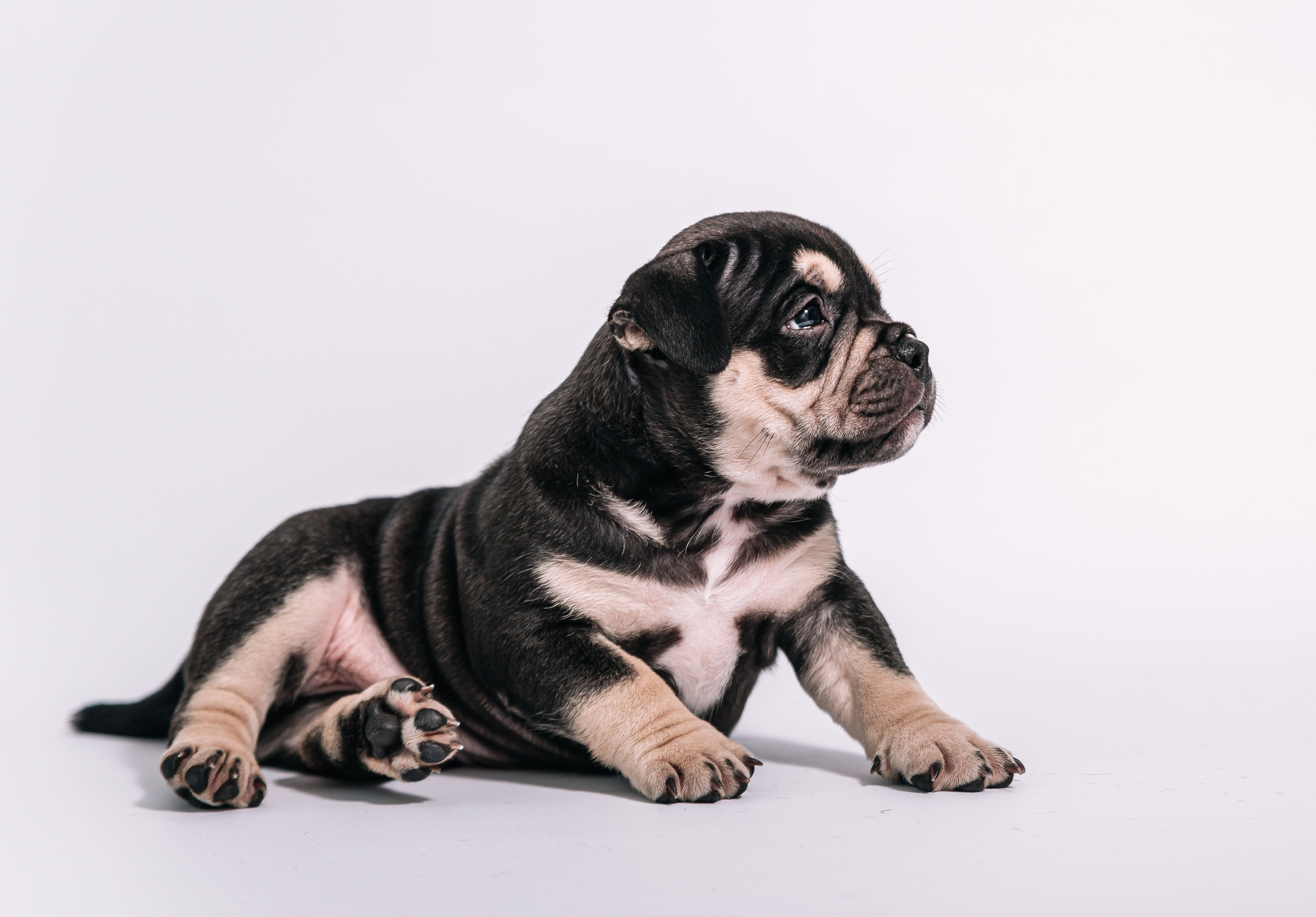 Ам. Булли щенки домашние фотосесии. Главная