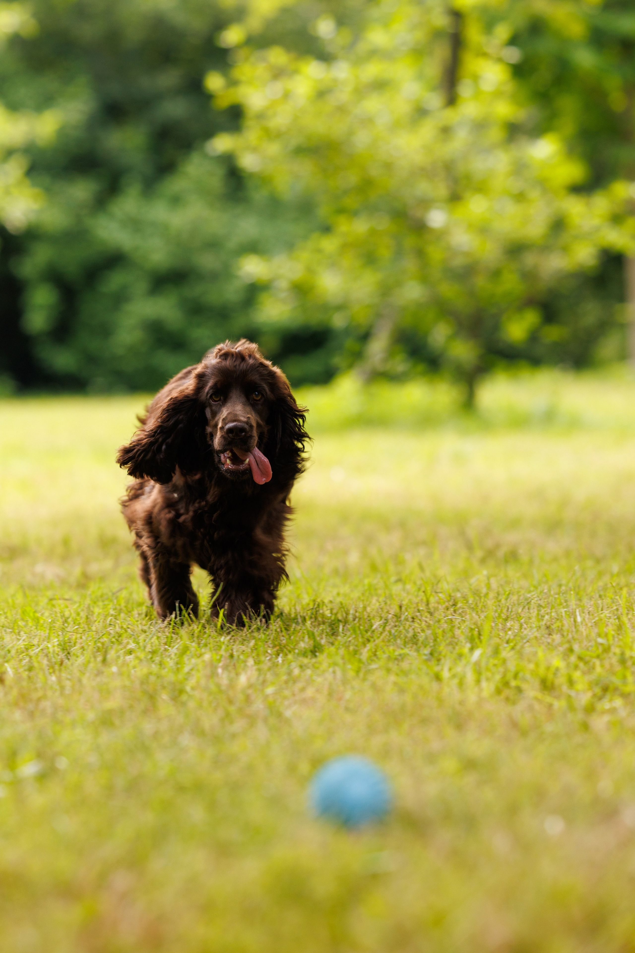 PetShopDays2026. Фотограф Александр Заломаев