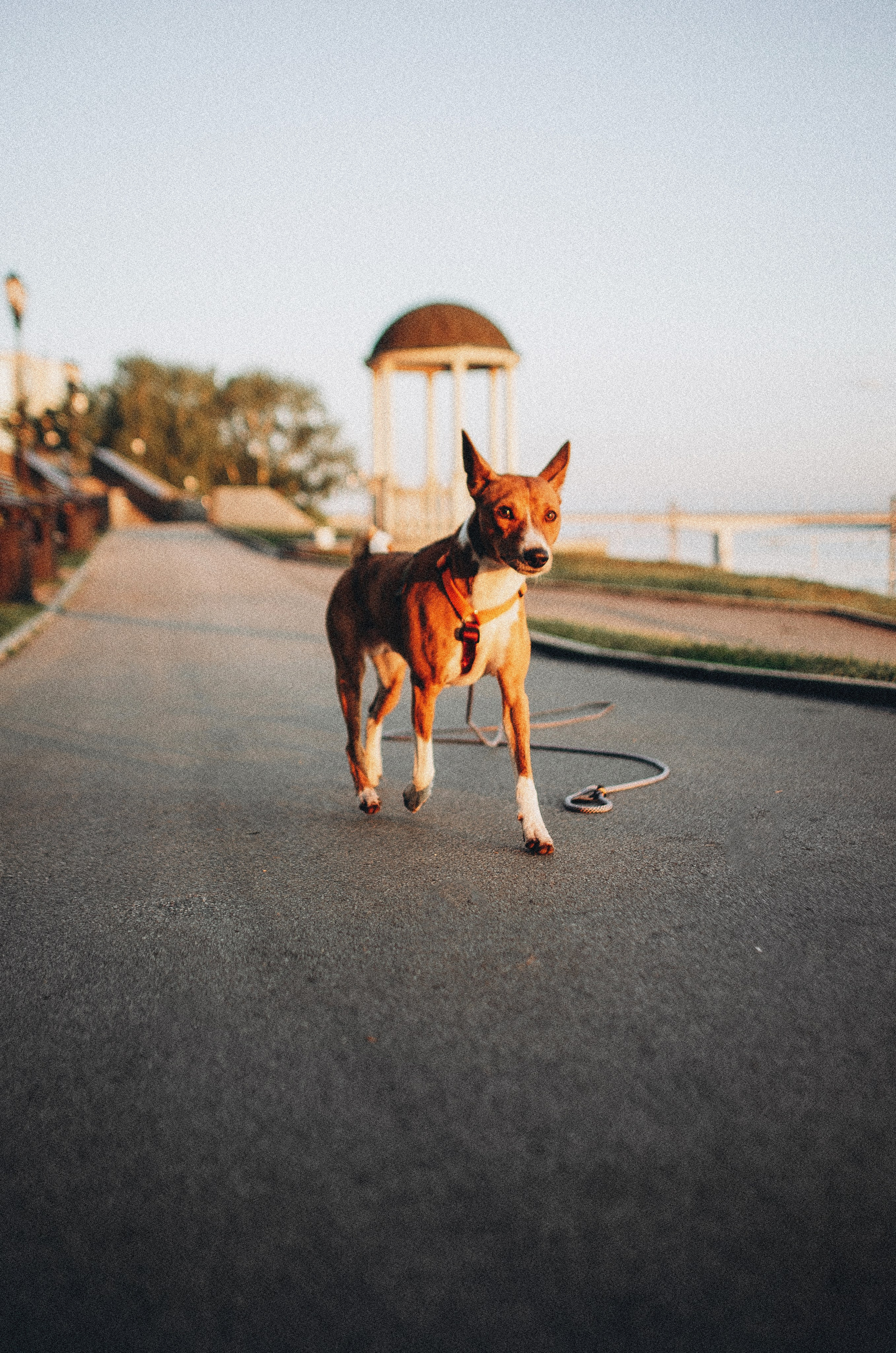 Снежана и Мэнни. Фотограф-анималист Богданова Полина
