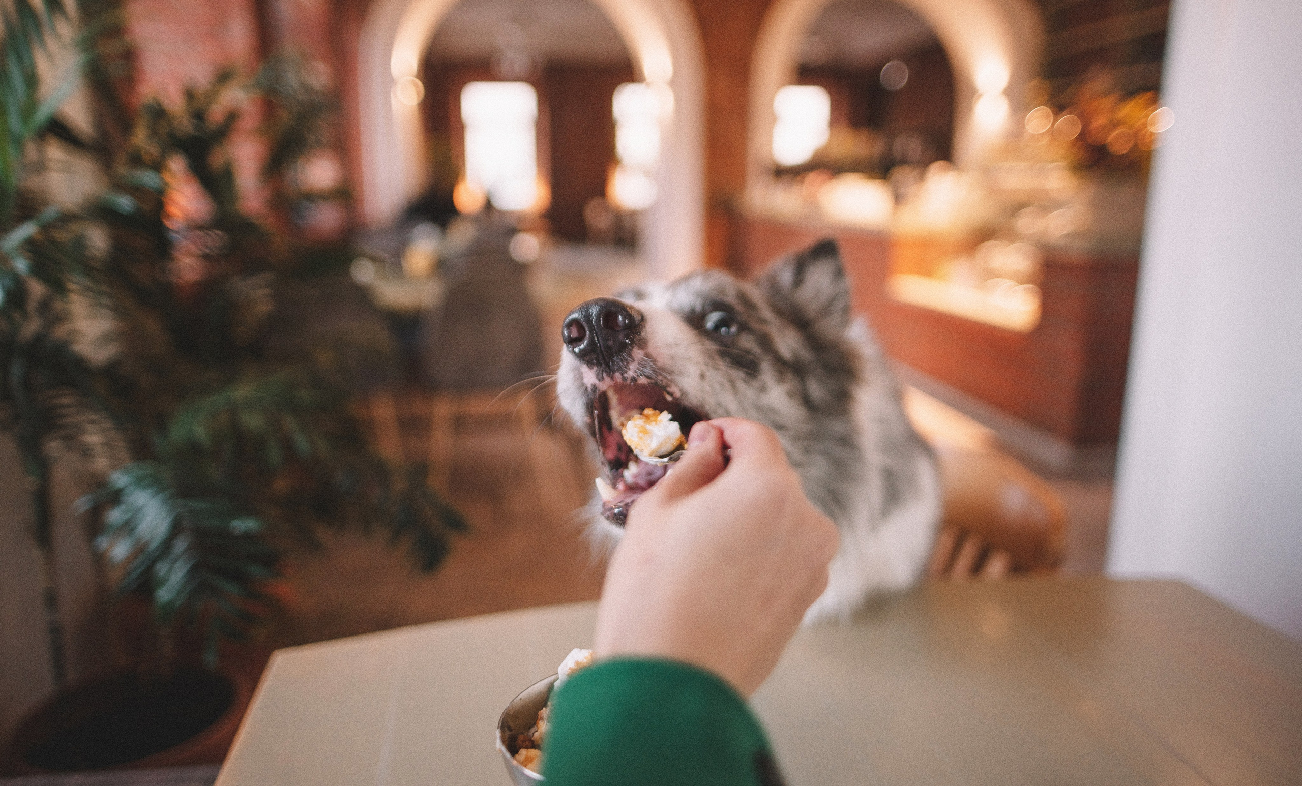 Диана и Робин. Фотограф-анималист Богданова Полина