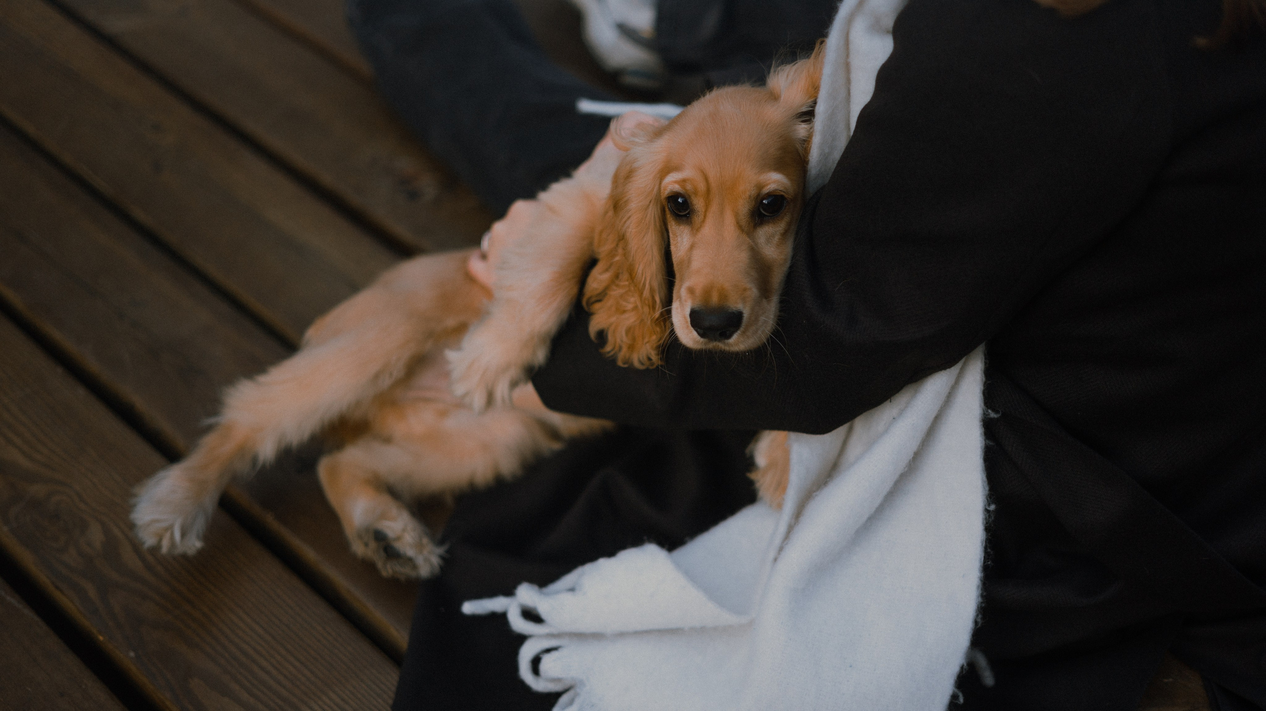Аня, Андрей и Юта. Фотограф-анималист Богданова Полина