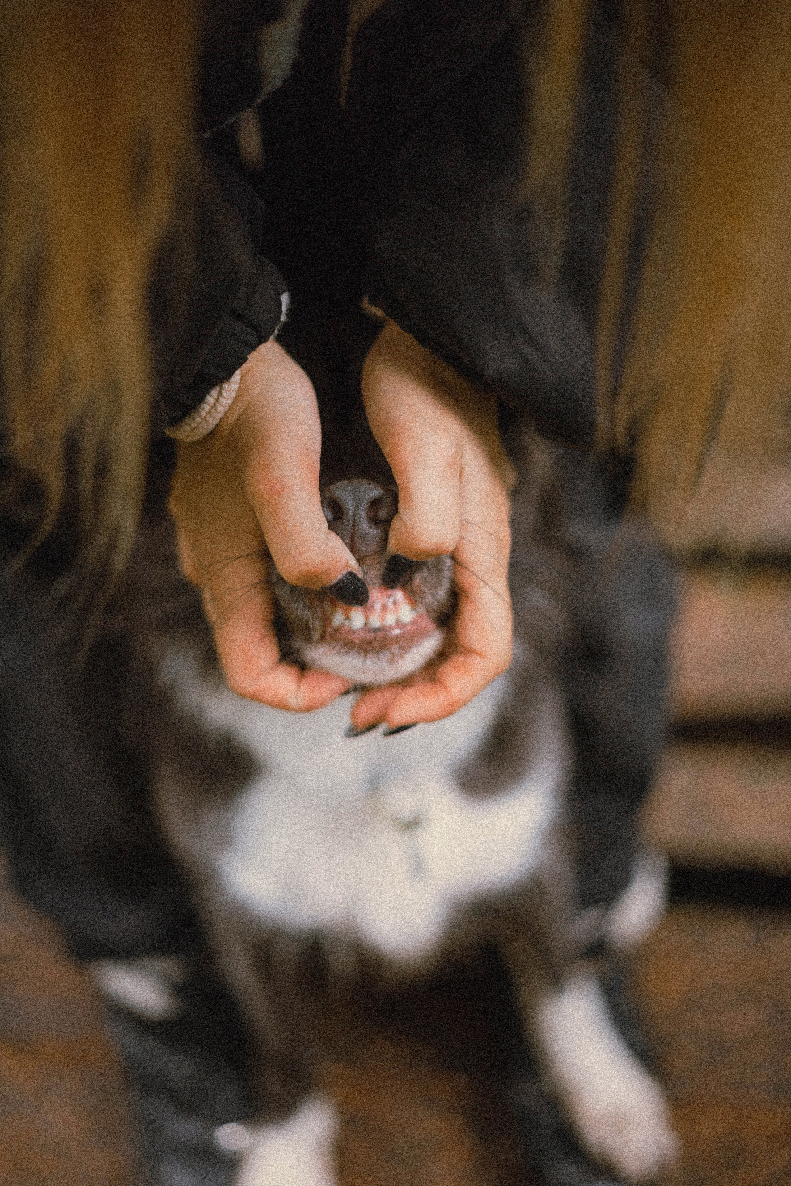 Даша и Дже. Фотограф-анималист Богданова Полина