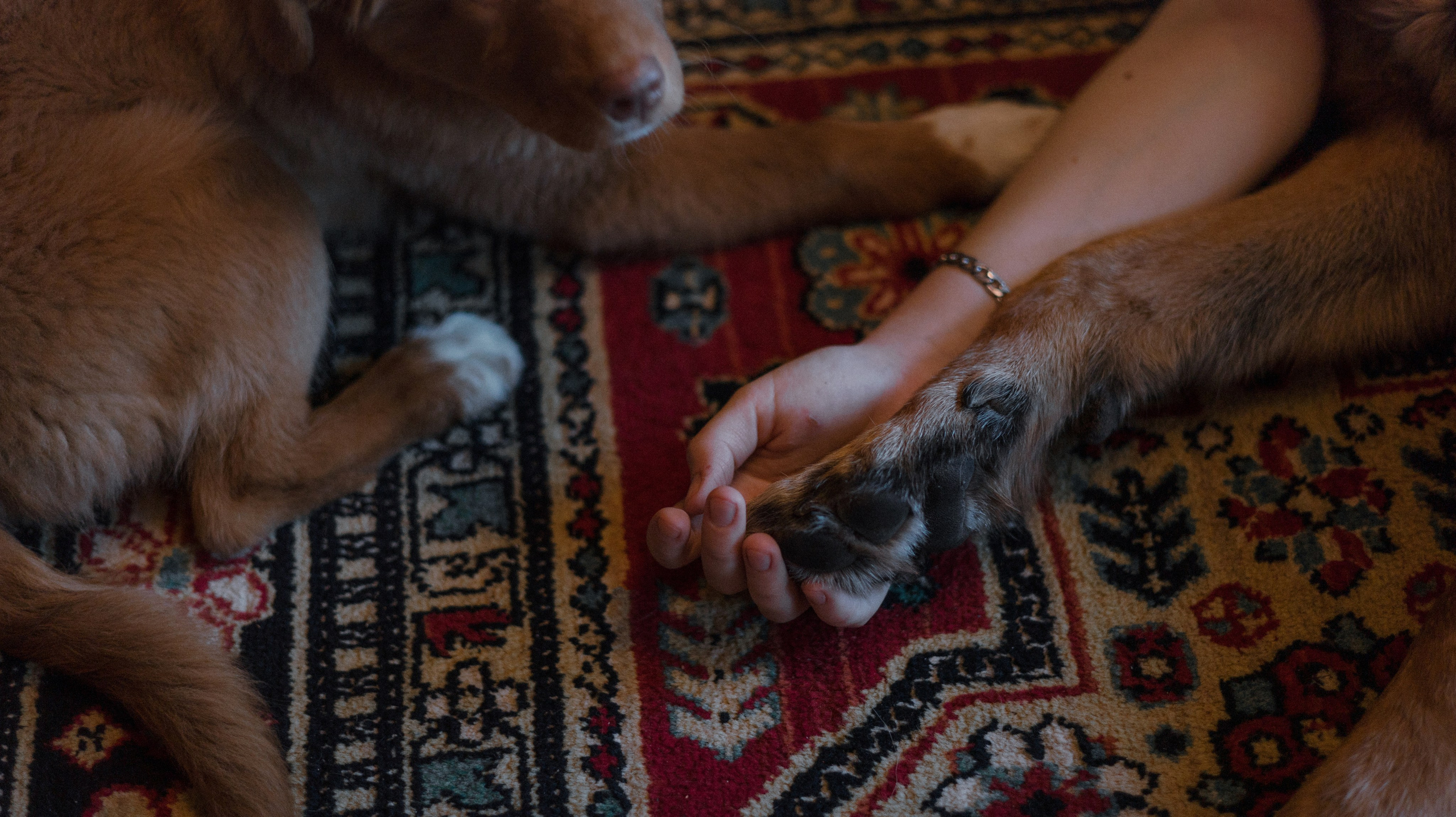 Лера, Реджи и Ральф. Фотограф-анималист Богданова Полина