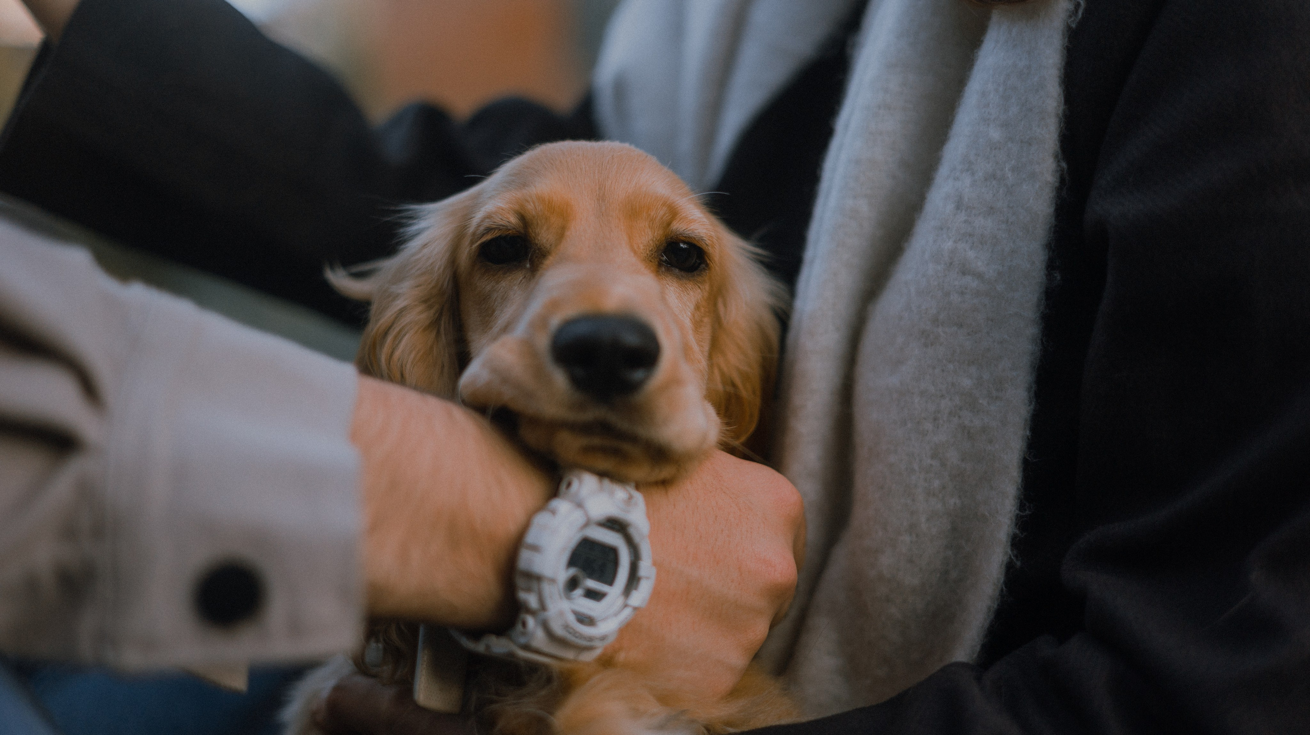 Аня, Андрей и Юта. Фотограф-анималист Богданова Полина