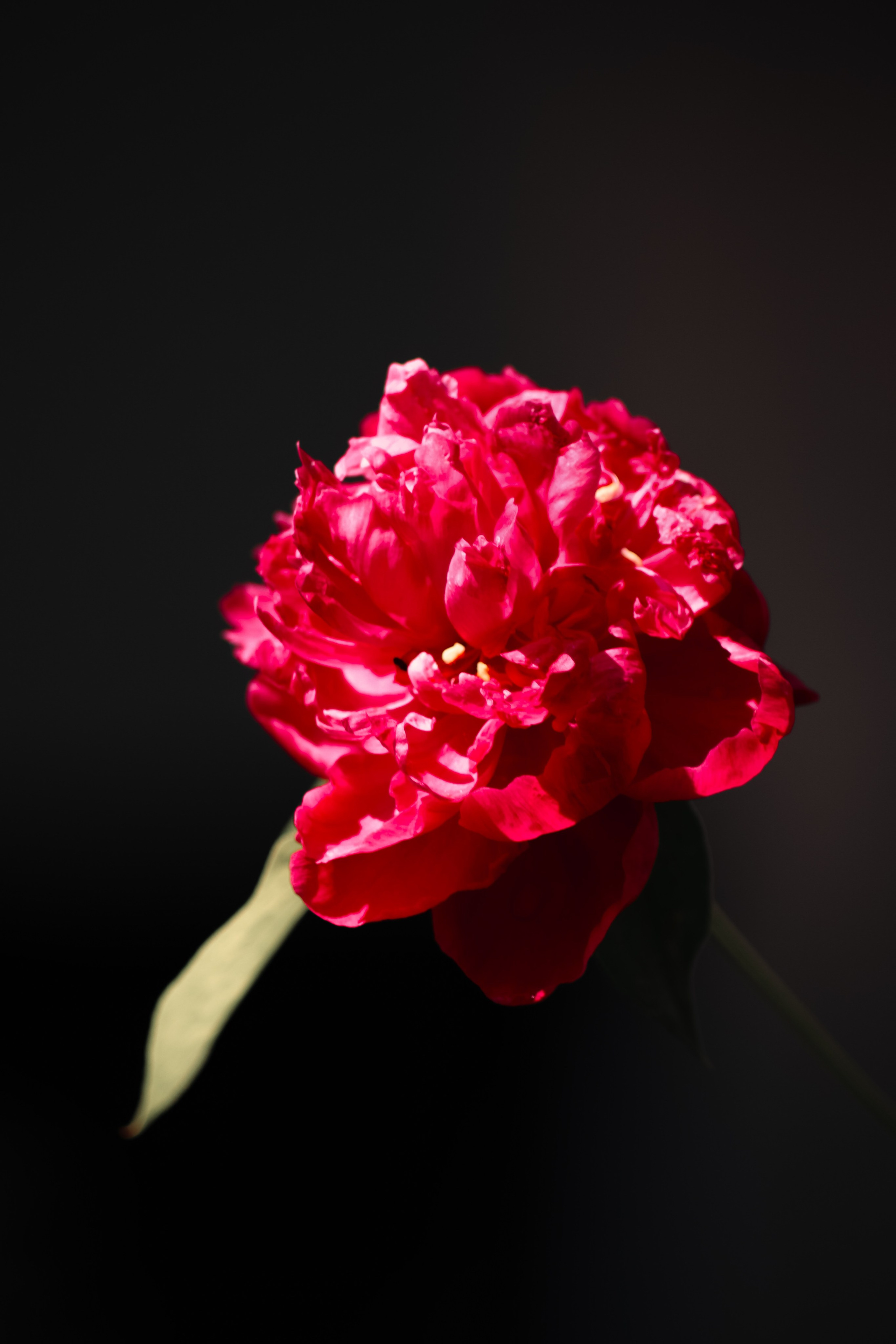 Р А С Т Е Н И Я. — Digital Noise —