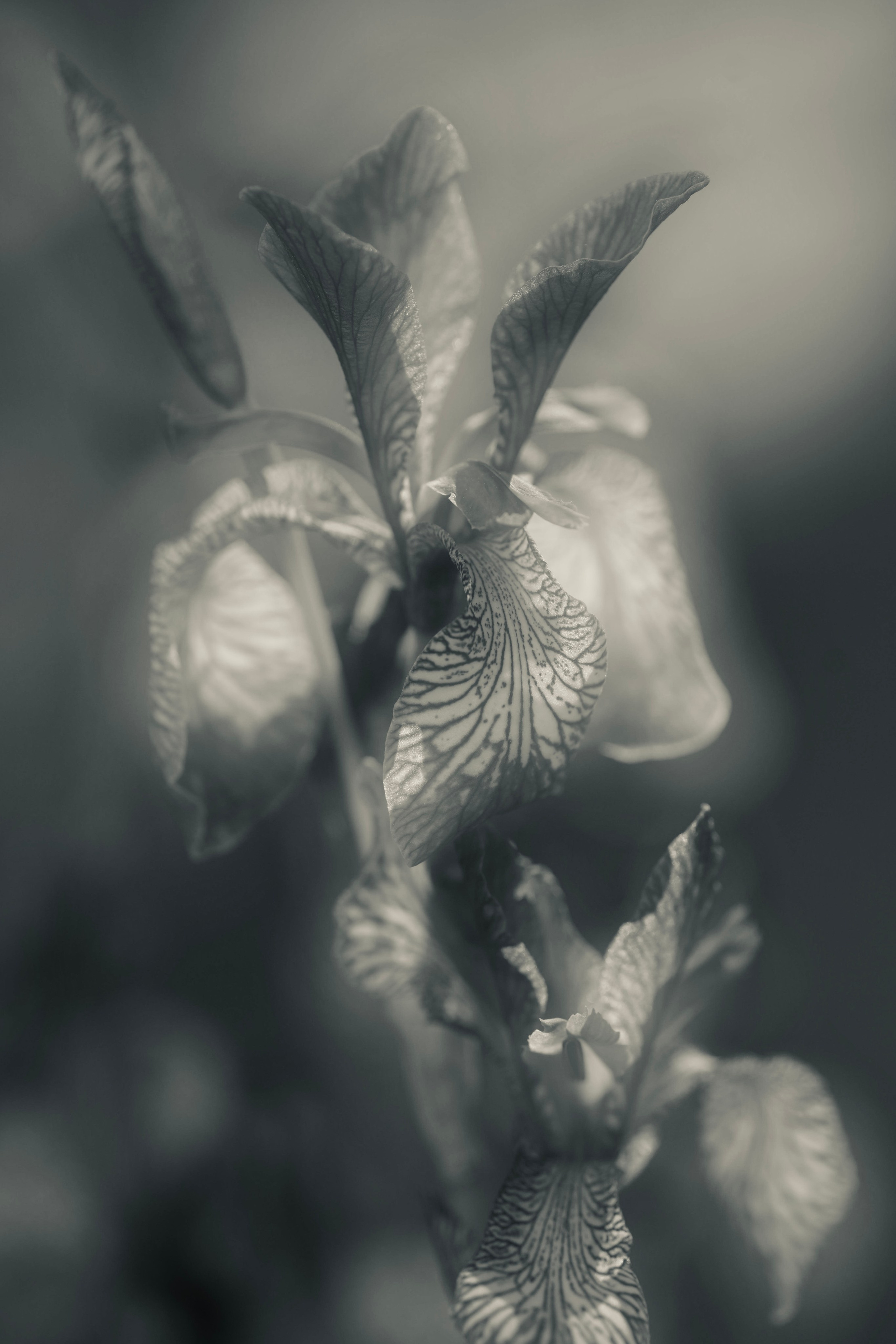 Поэзия цветов. Портретный фотограф в Челябинске Катерина Руди