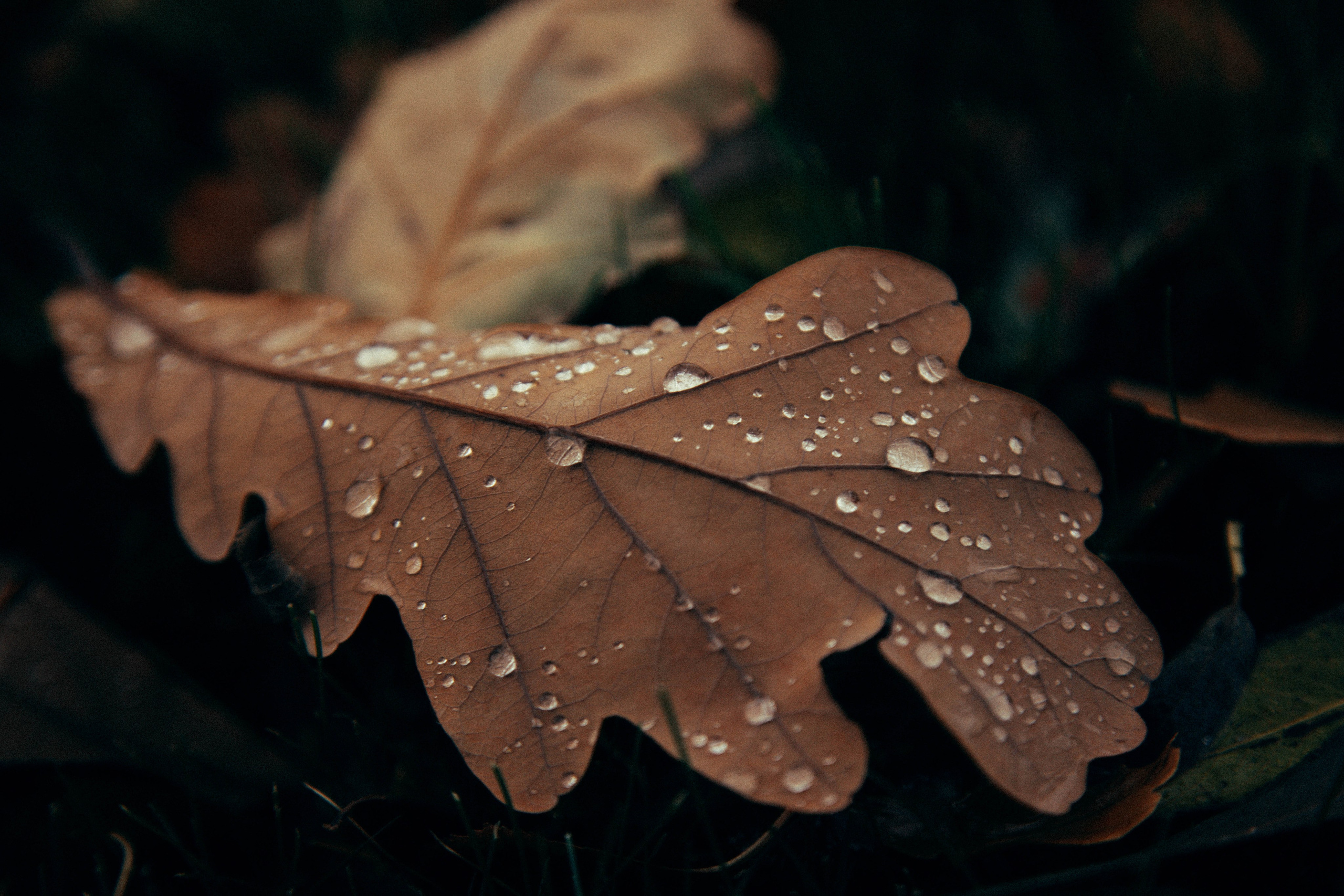 Елена. Семейный и детский фотограф в Санкт-Петербург. Natalia Fadel