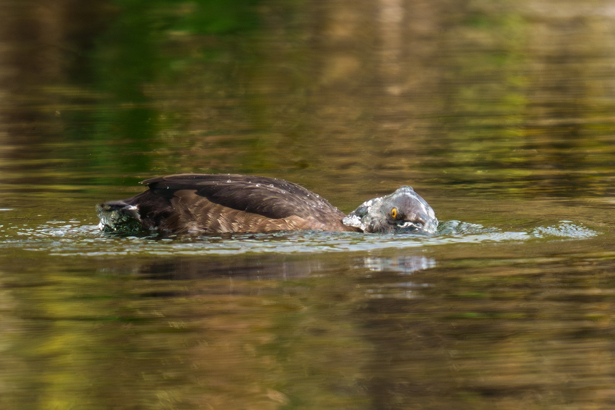 Удивительные мир птиц. Вокруг нас столько прекрасного — присмотритесь!. Ваш личный фотограф Марина Волкова
