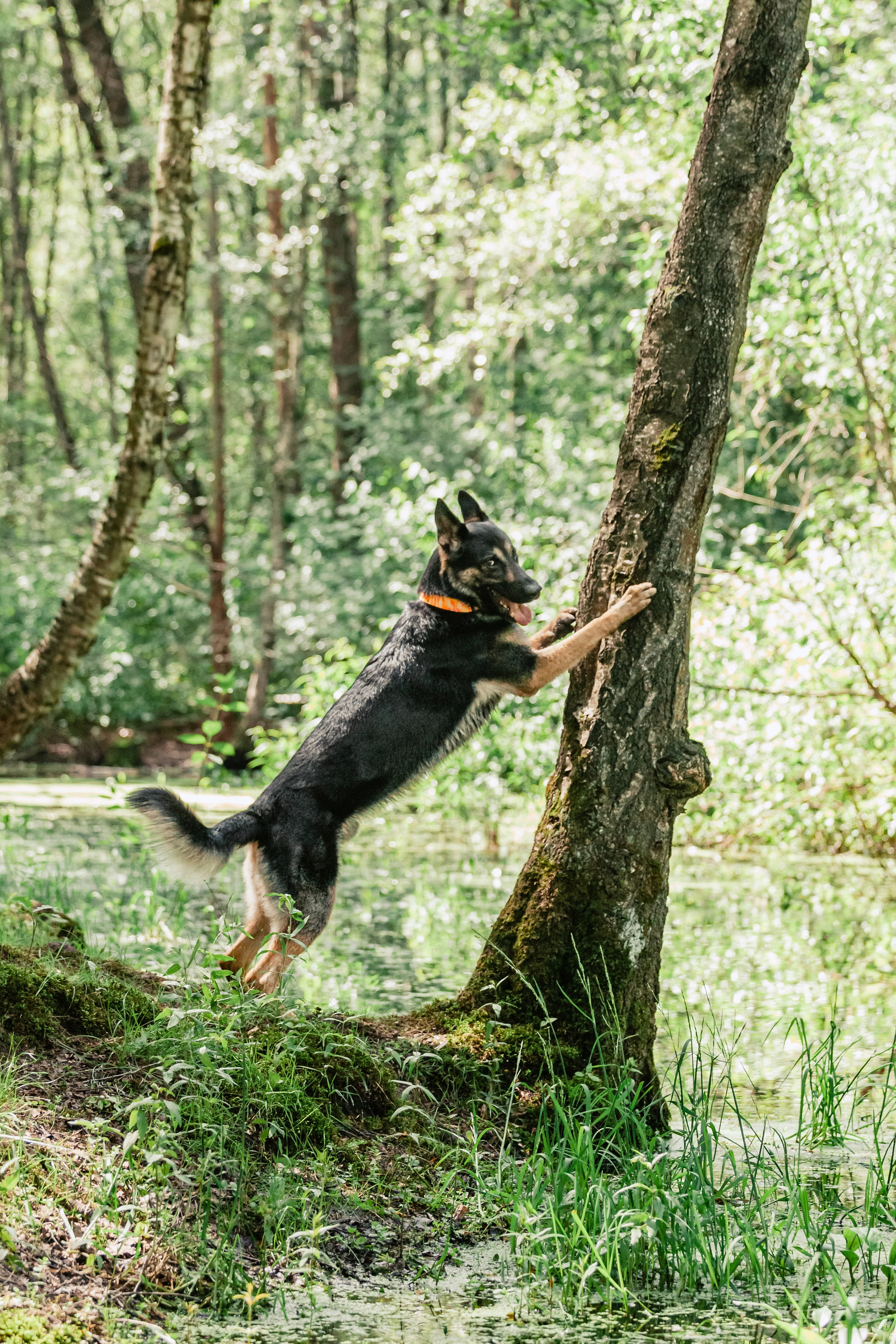 Лесная летняя фотопрогулка. Фотограф-анималист Татьяна Степанова