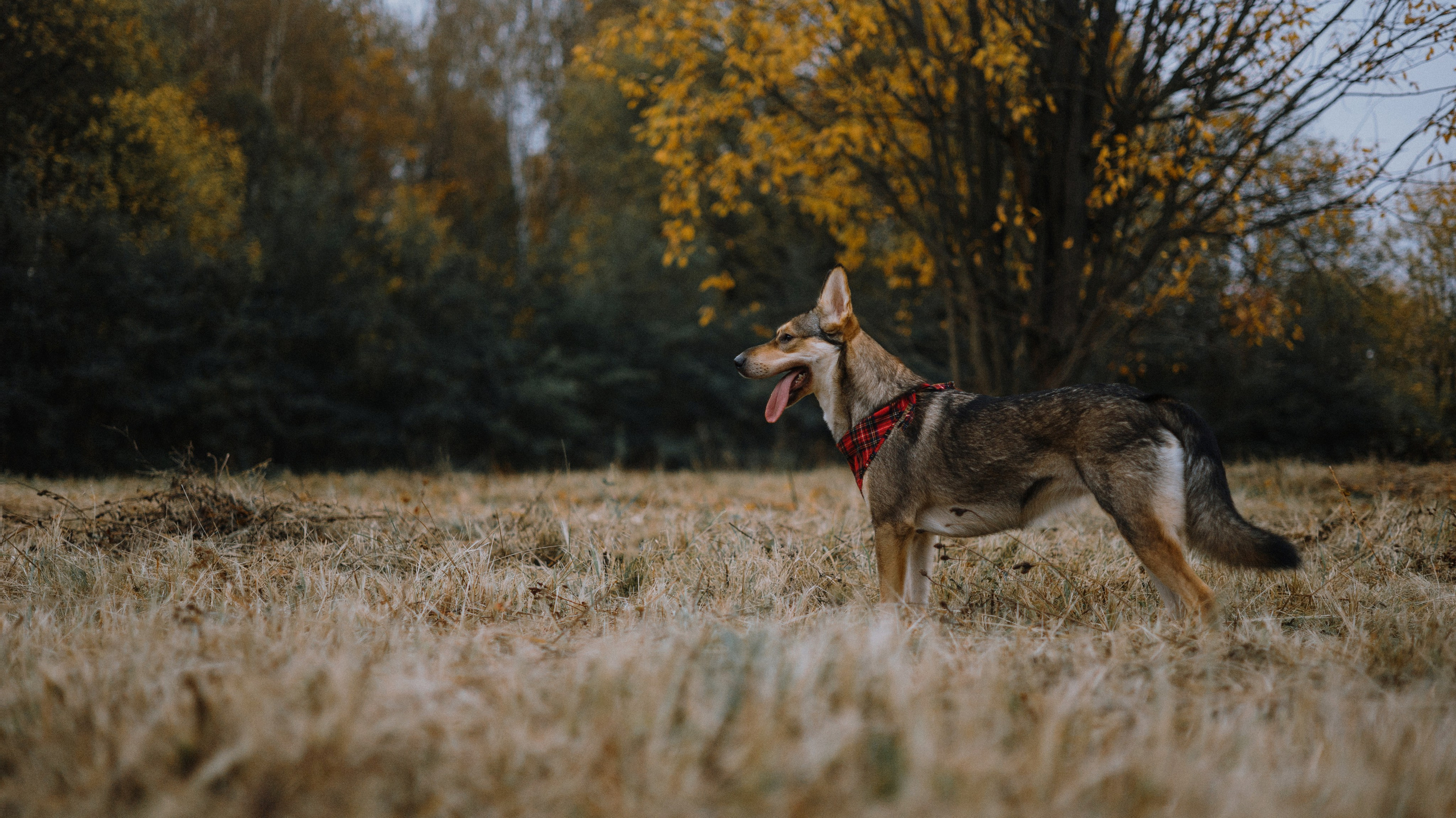 Маша, Катя, Астрид и Мася. Фотограф-анималист Богданова Полина