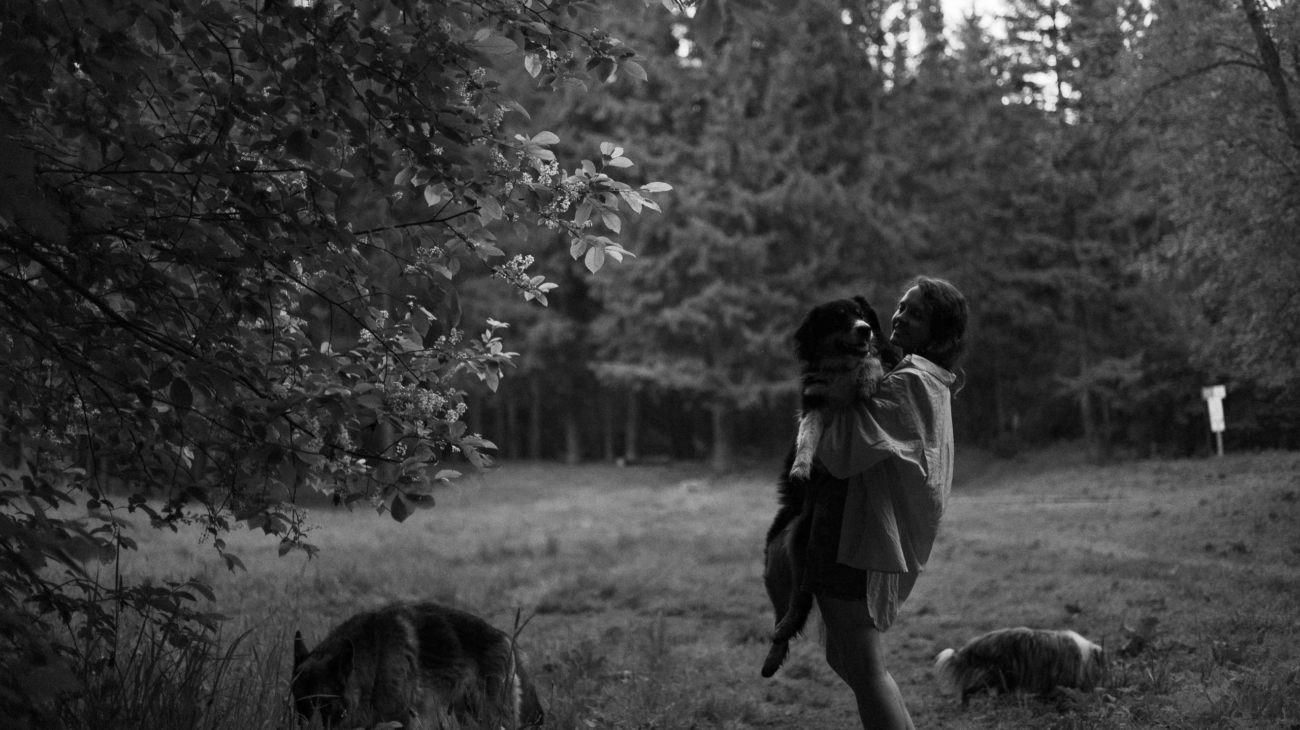 Настя, Шуня, Милка и Тигуан. Фотограф-анималист Богданова Полина