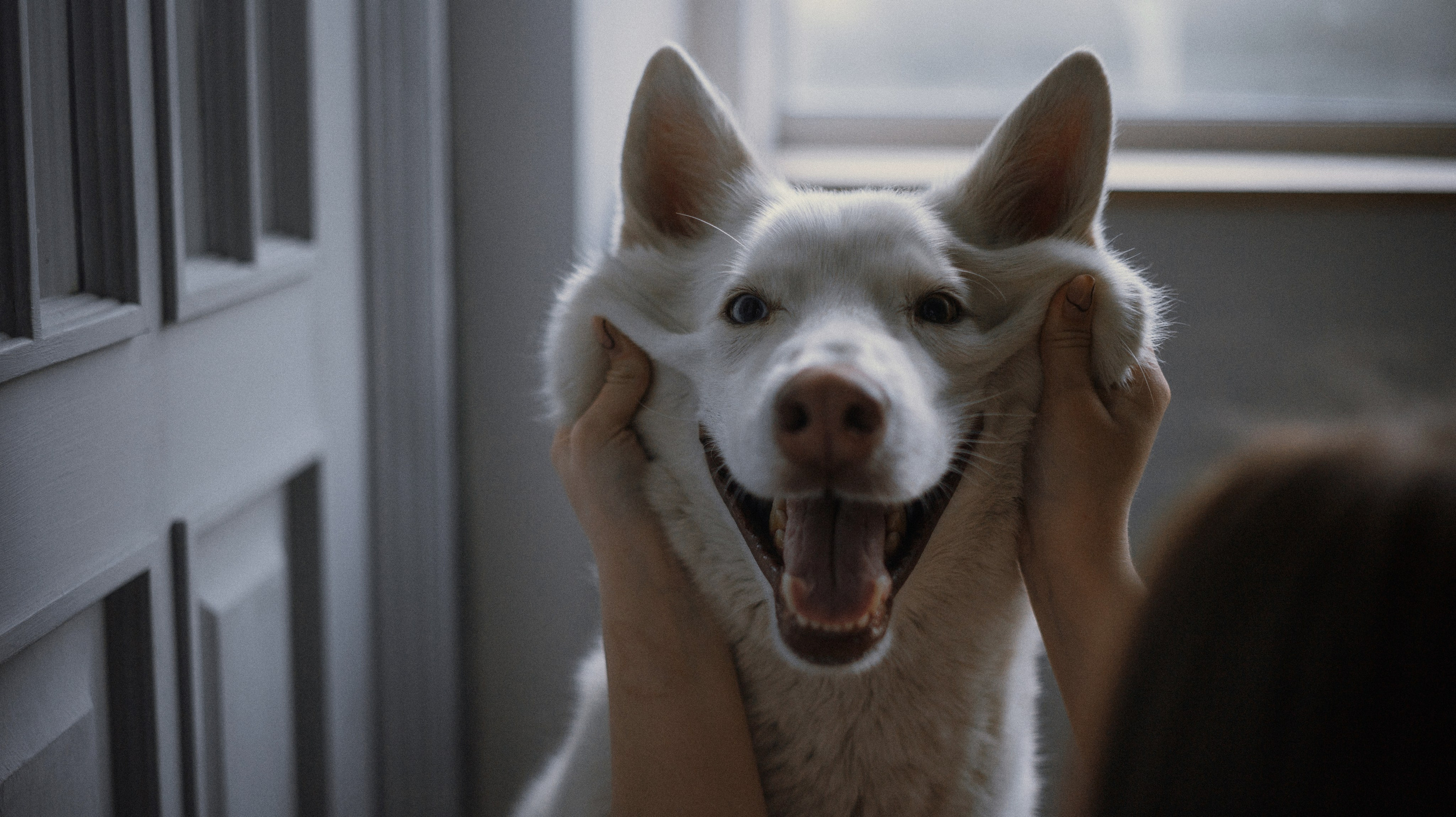 Аня, Дэймон и Грэй. Фотограф-анималист Богданова Полина