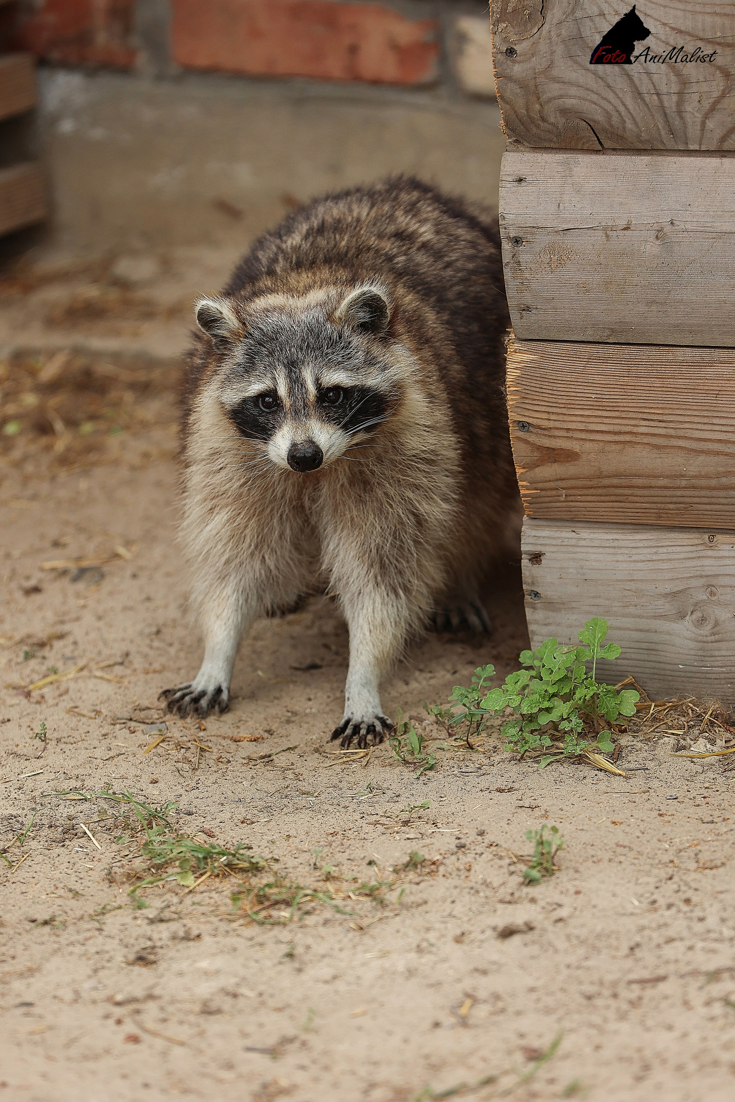 Зоопарк Малинки. Фотограф-АниМалист Анна Абрамова