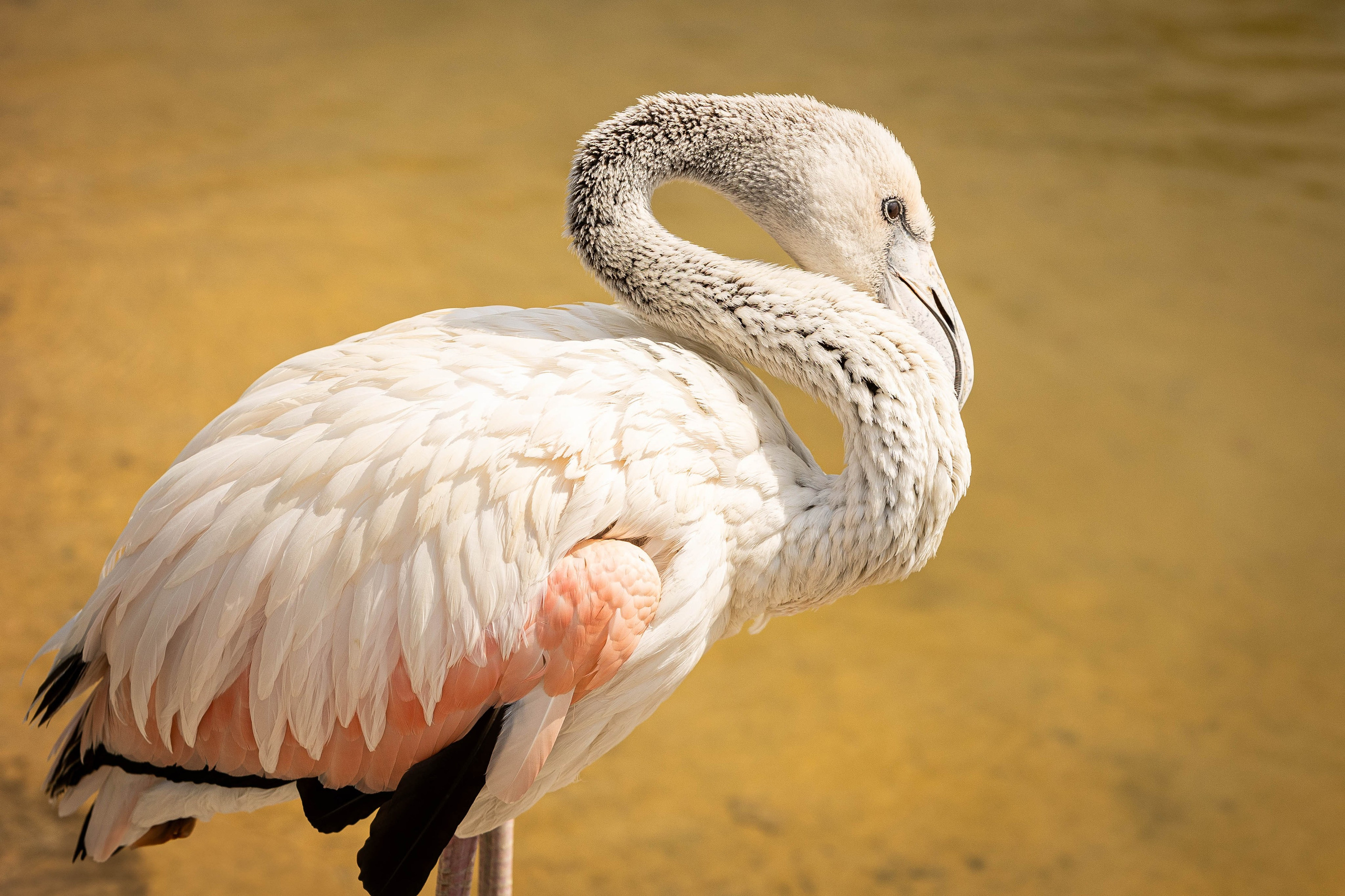 Зоопарк Малинки. Фотограф-АниМалист Анна Абрамова