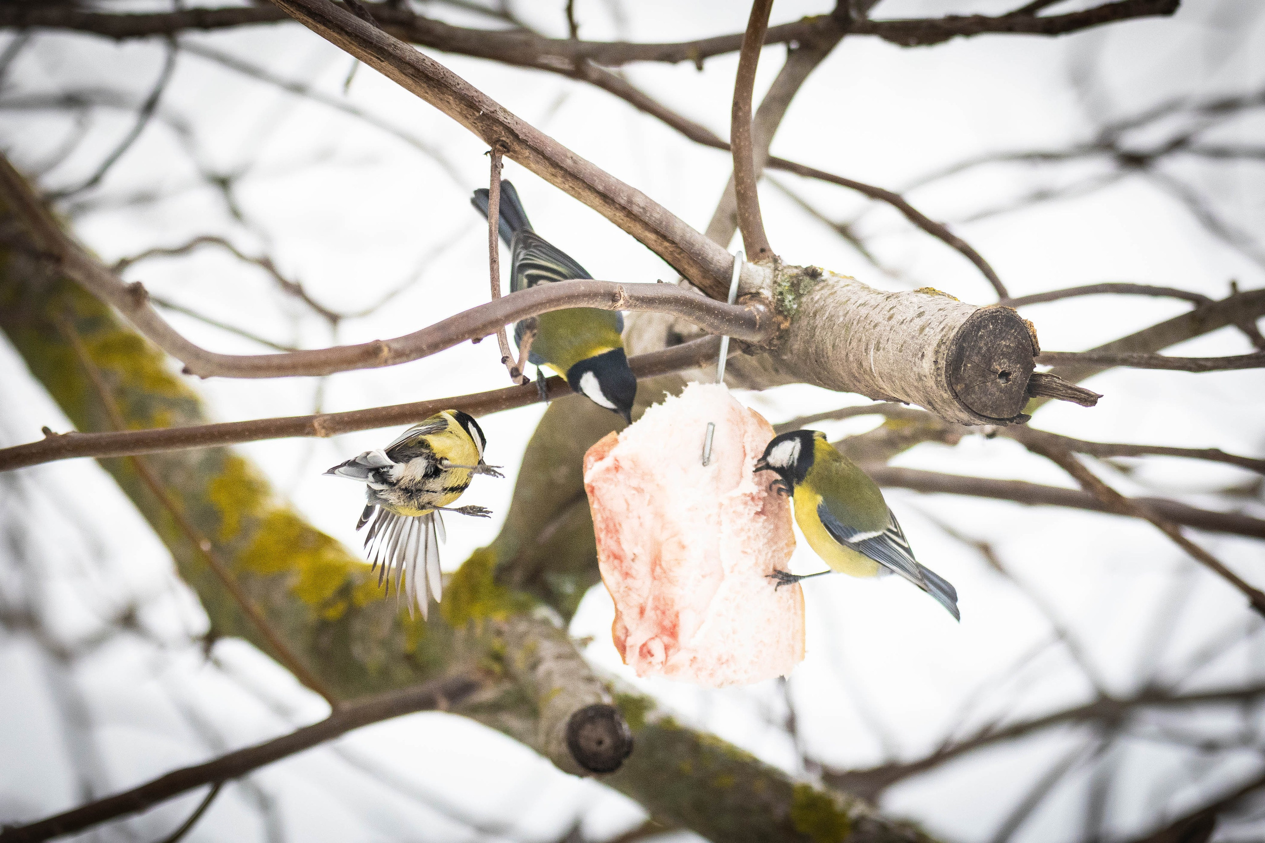 Дикий животный мир. Фотограф-АниМалист Анна Абрамова