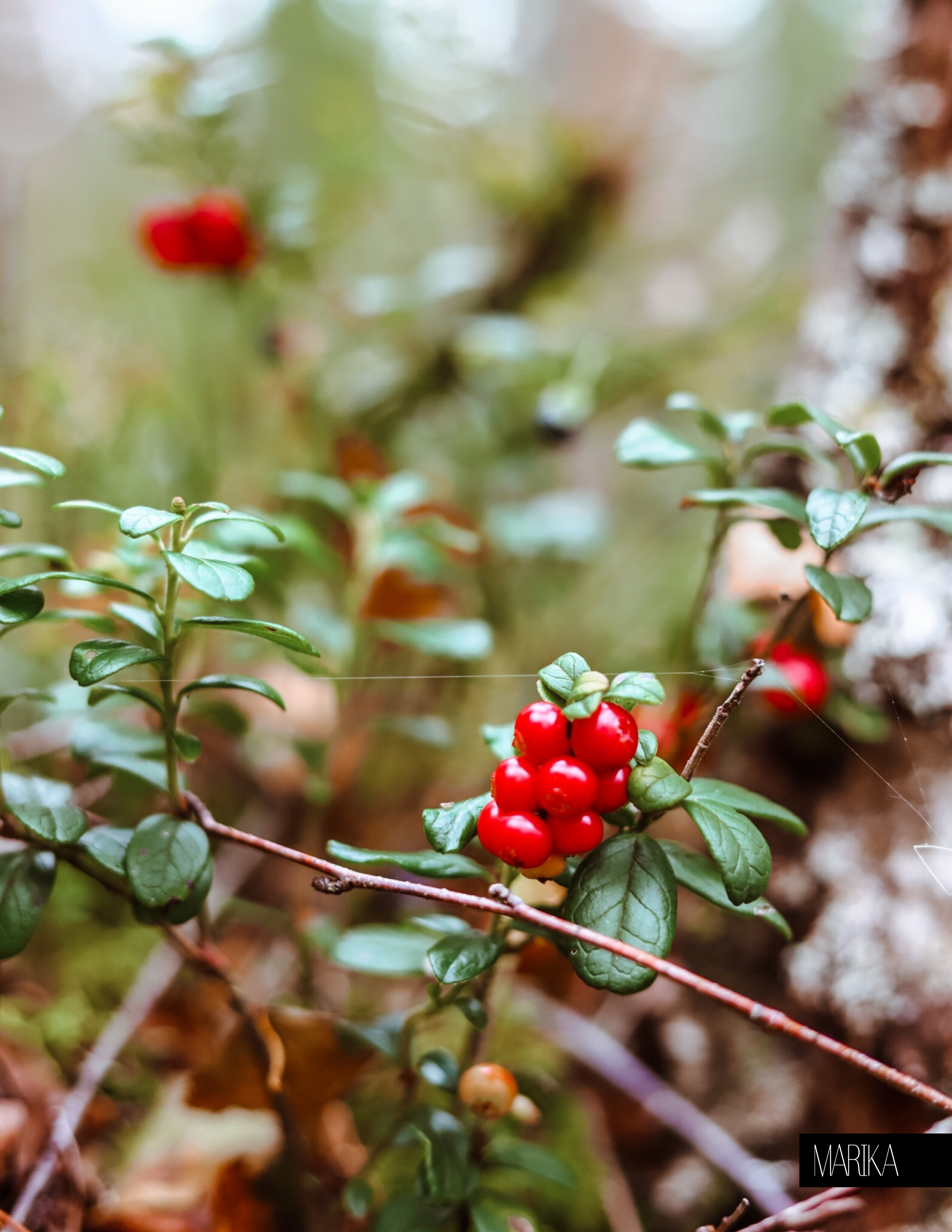 Фотограф Олеся Шипихина г. Москва