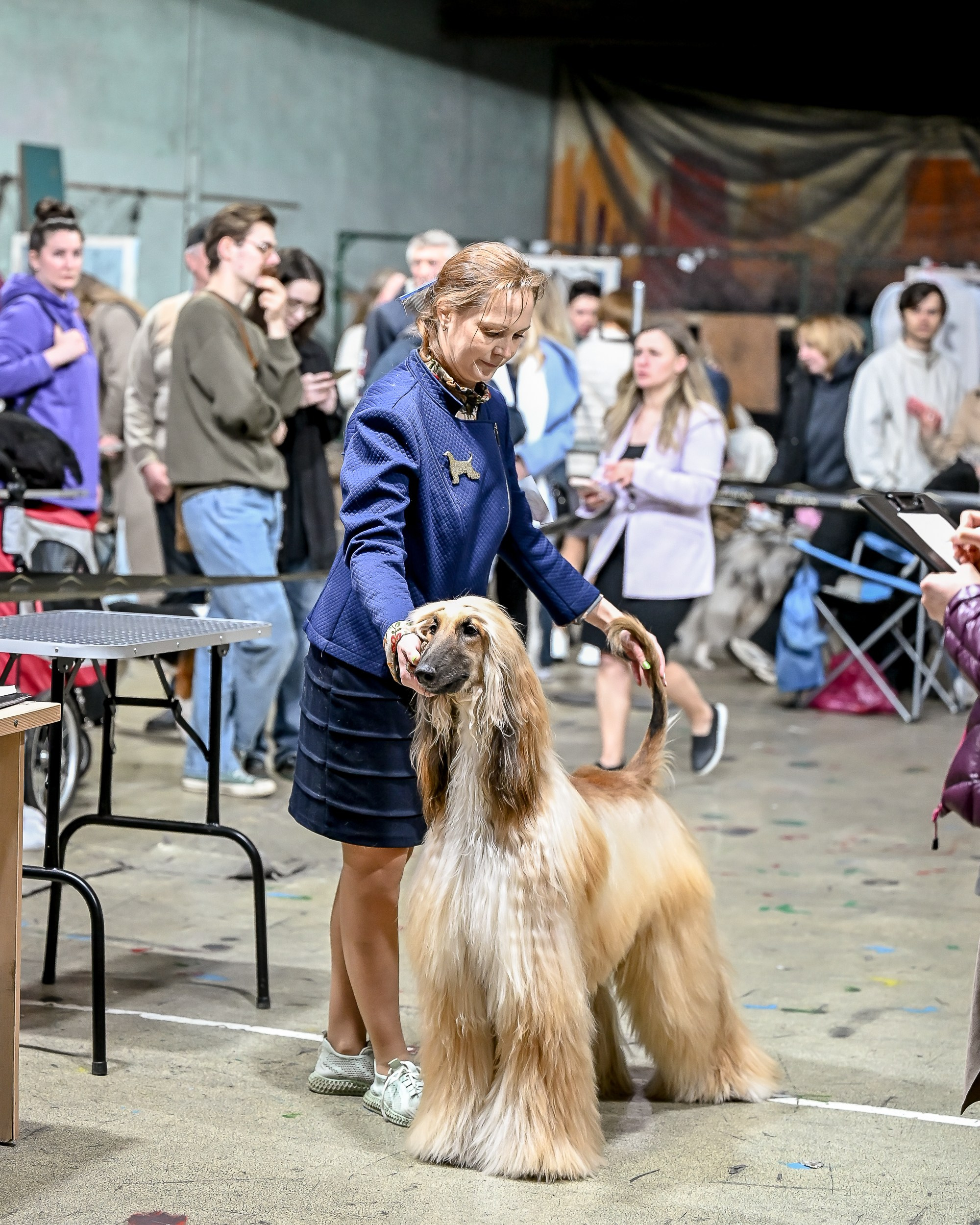 29.03.2026 KOO. Галерея фотографий афганской борзой