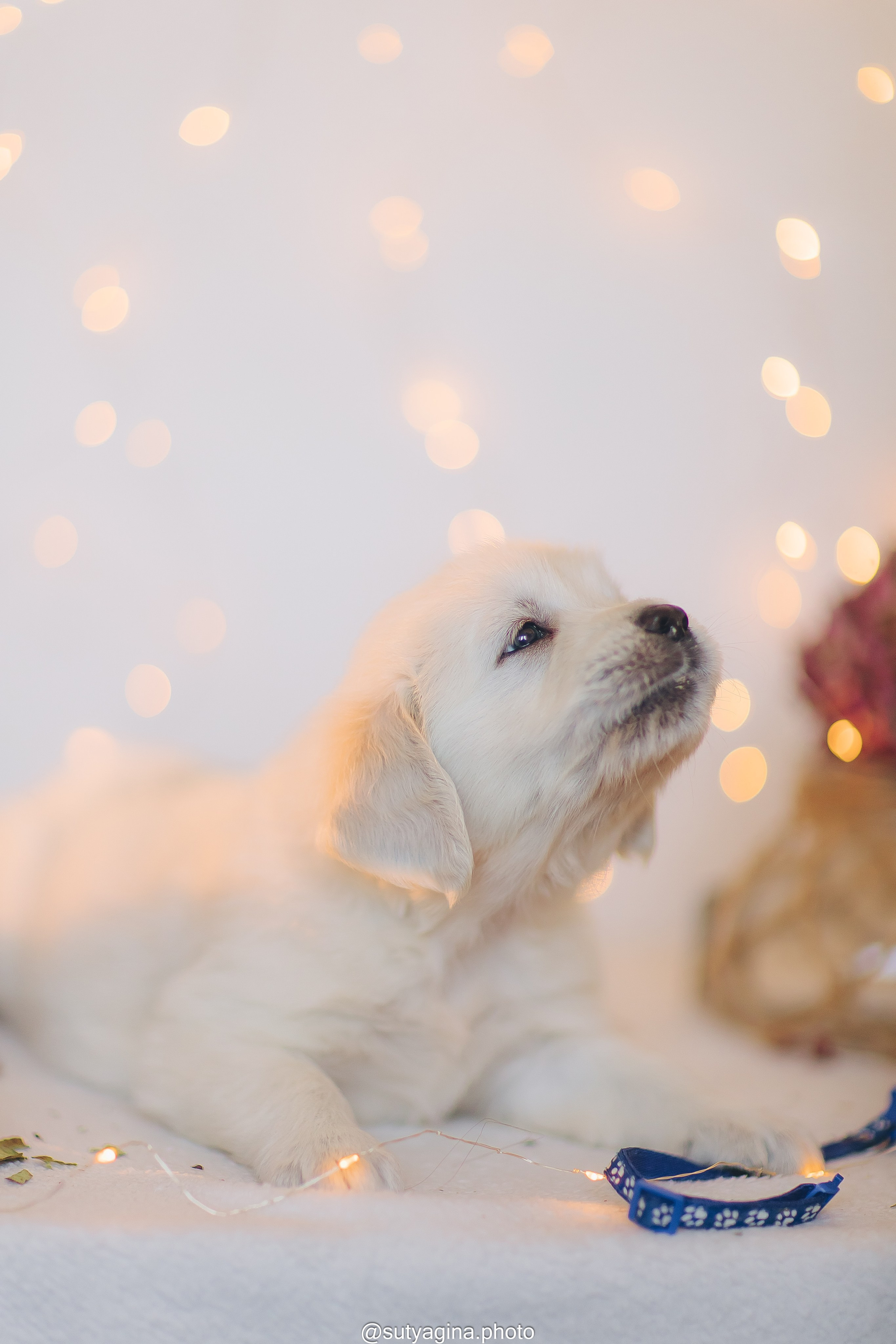 Синий ошейник. Свадебный и женский фотограф