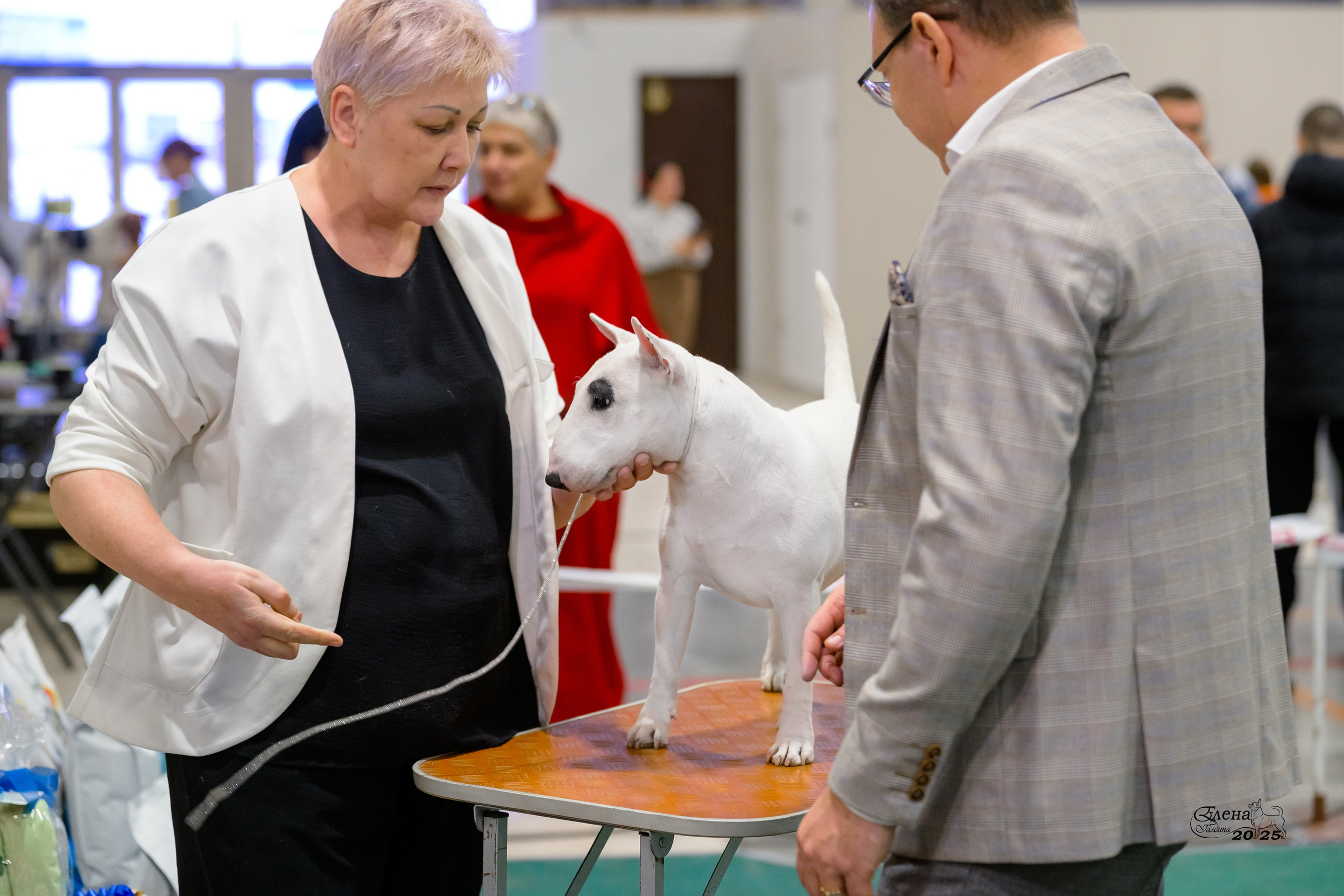 6-7.12.2025 г.Новосибирск. Фотограф анималист Елена Галдина г. Красноярск