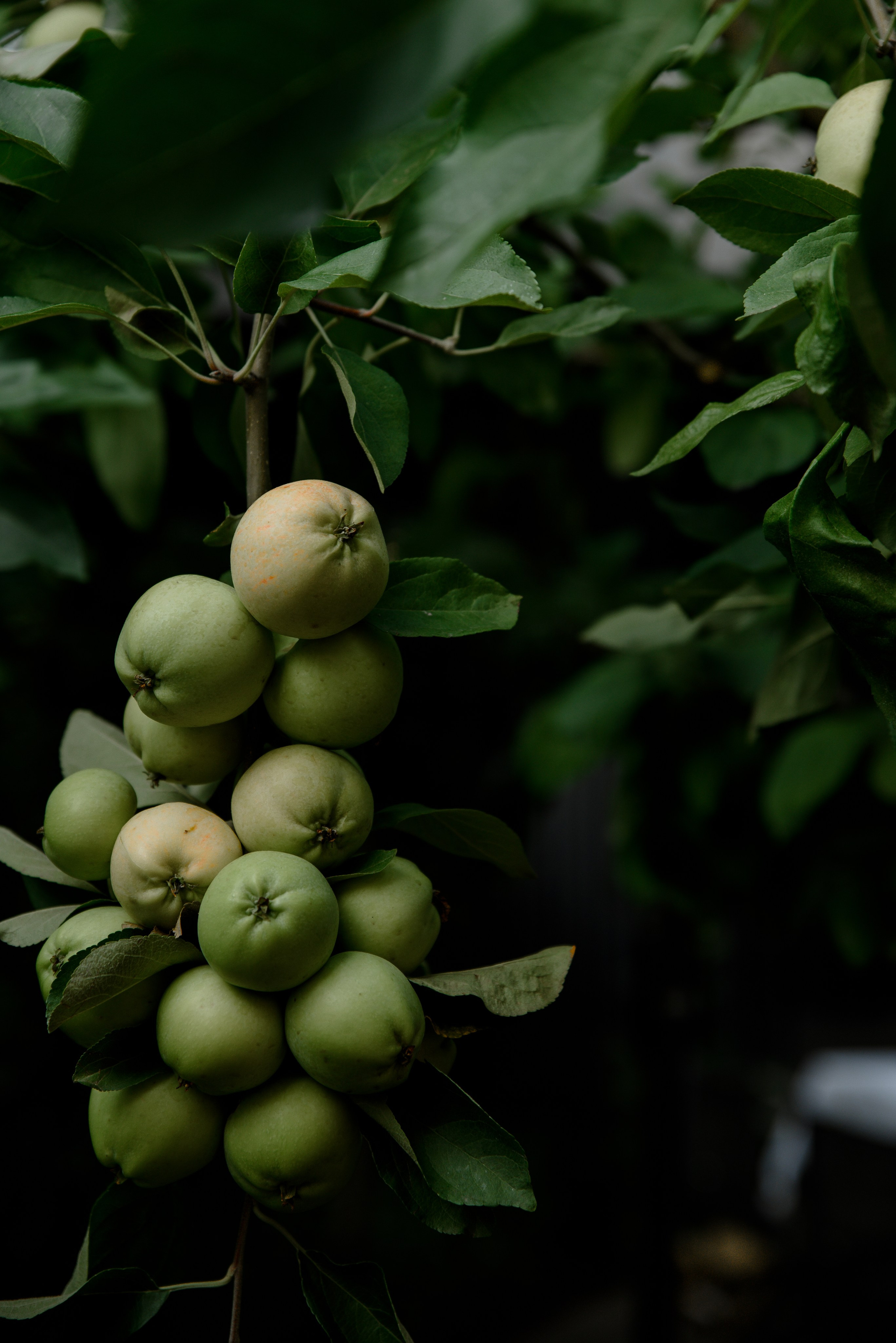 Летняя история из Санкт-Петербурга. Фотограф Алина Синицина