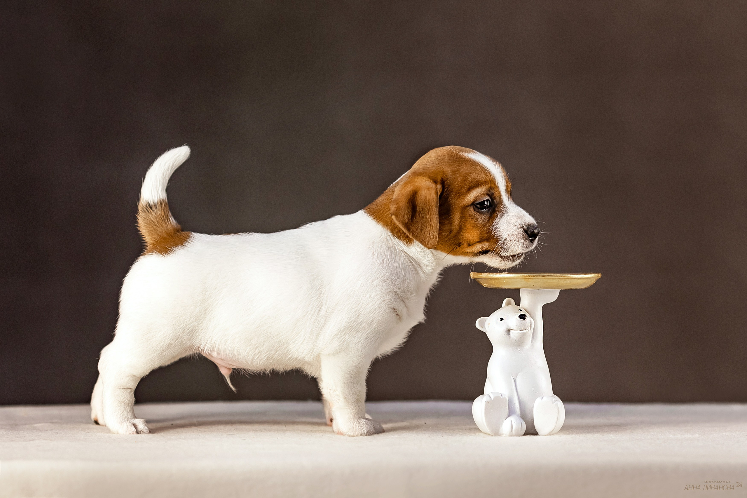 Джек расселы. Фотограф анималист Аня Ливанова | Рыбинск