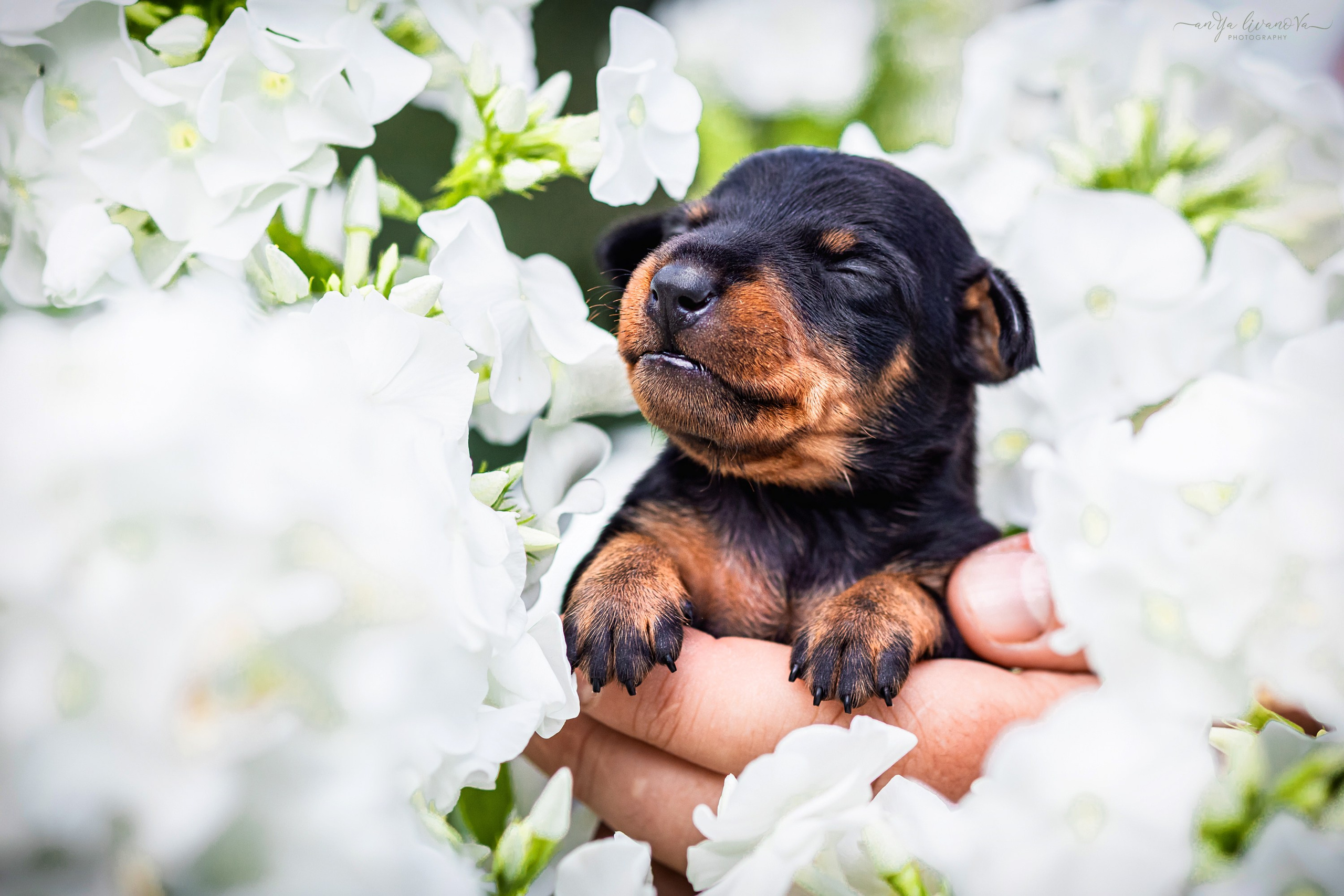 Малыши пинчеры. Фотограф анималист Аня Ливанова | Рыбинск