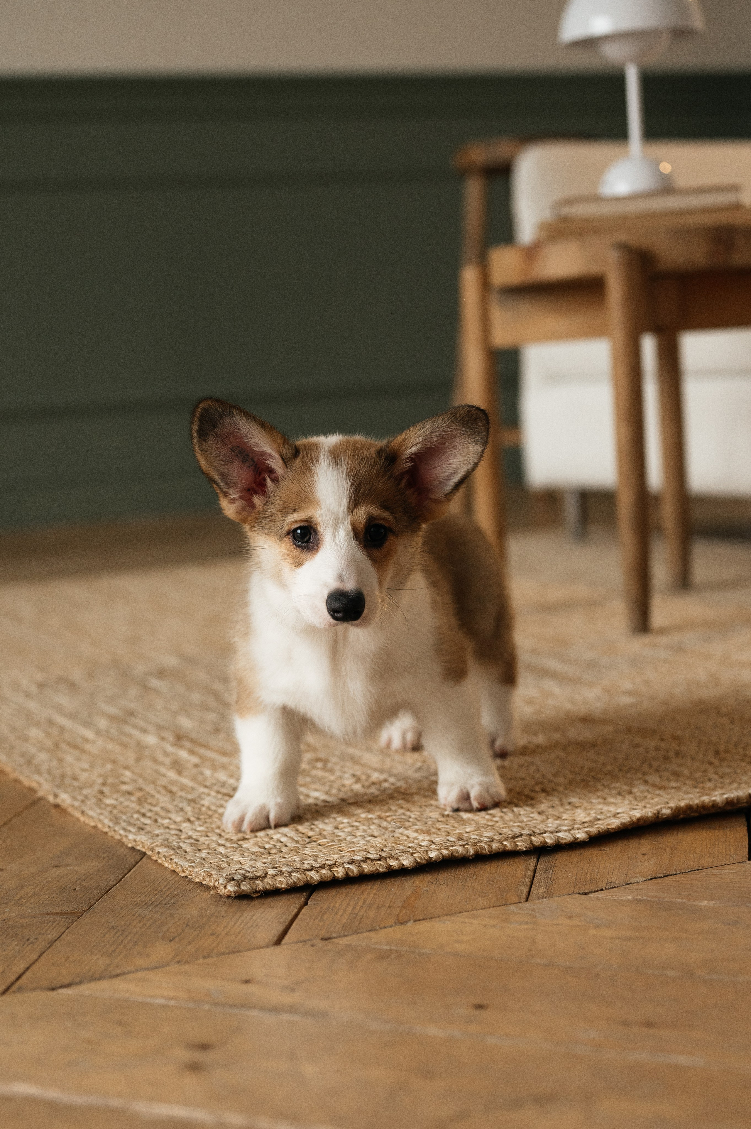 Миша, Маша и Боня. Свадебный и семейный фотограф в Краснодаре Алина Мельник