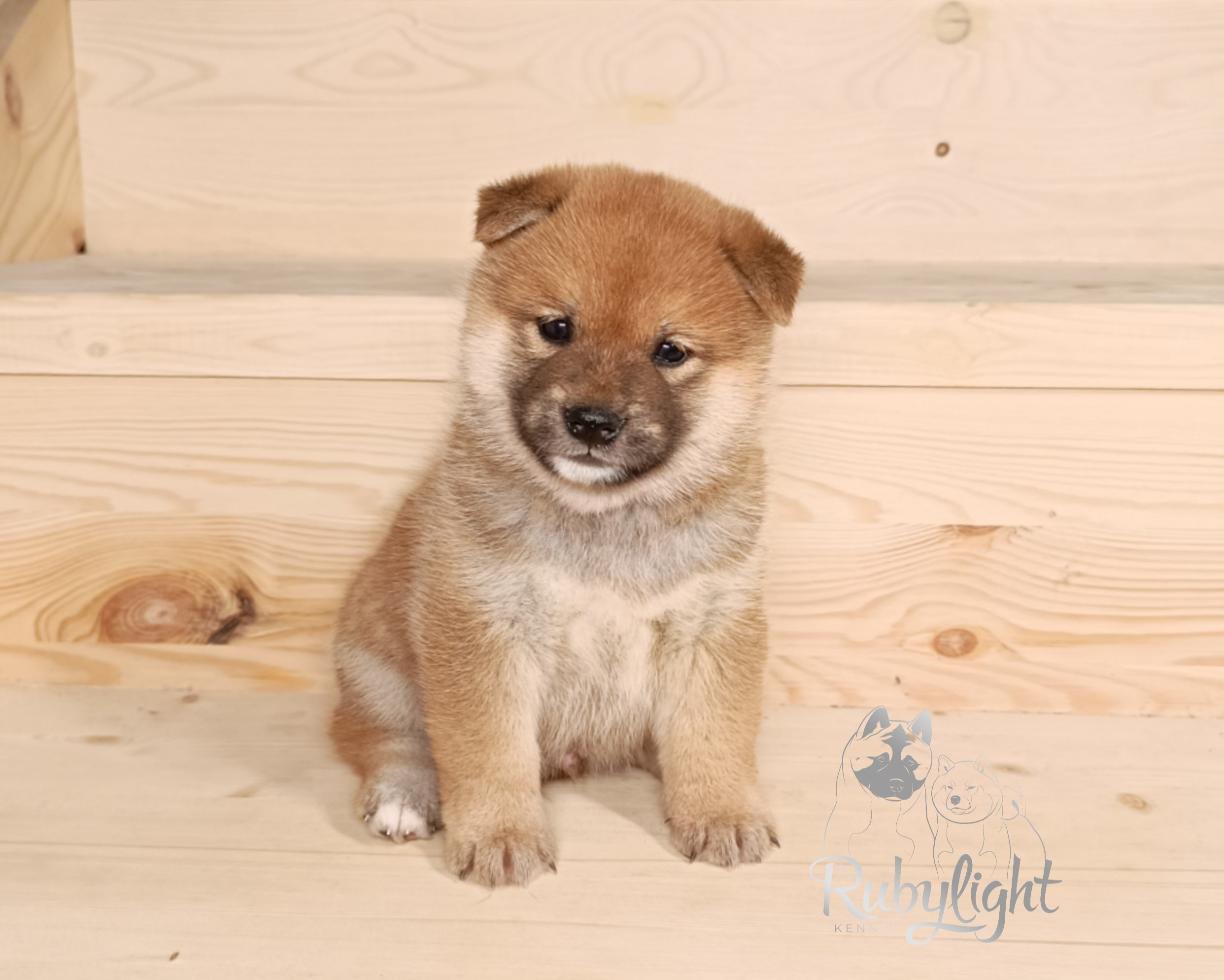 Сиба Rubylight Everest питомник Рубилайт 