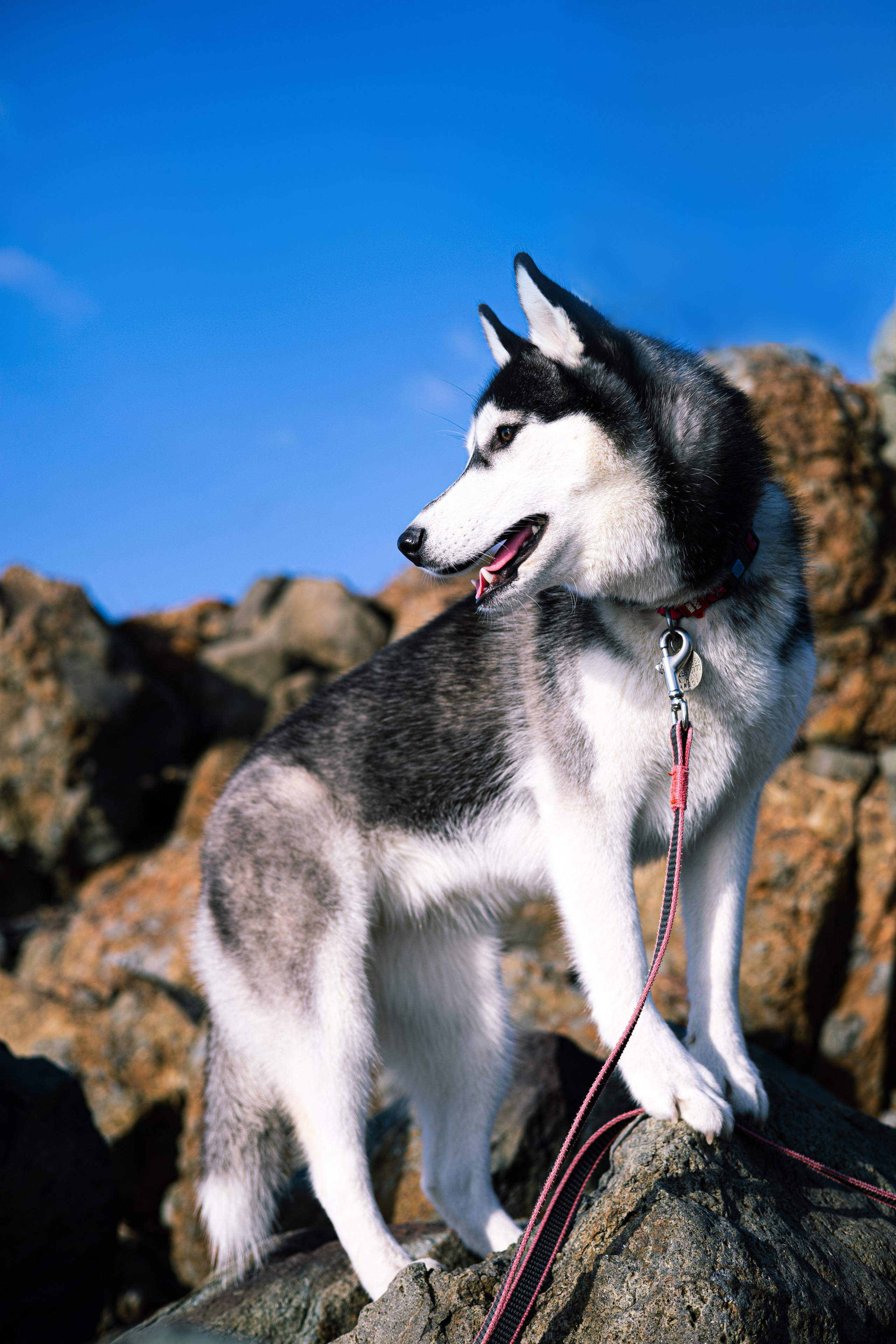 Галина и Хелла. Фотограф — анималист Владивосток, Алина