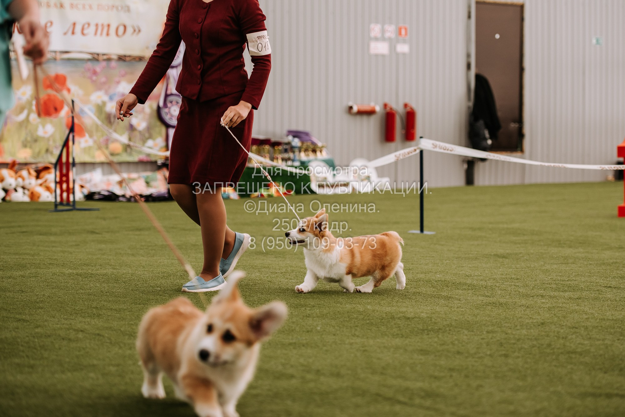 Выставка собак Красноярск 2.06. Фотограф Диана Оленина Красноярск / Братск