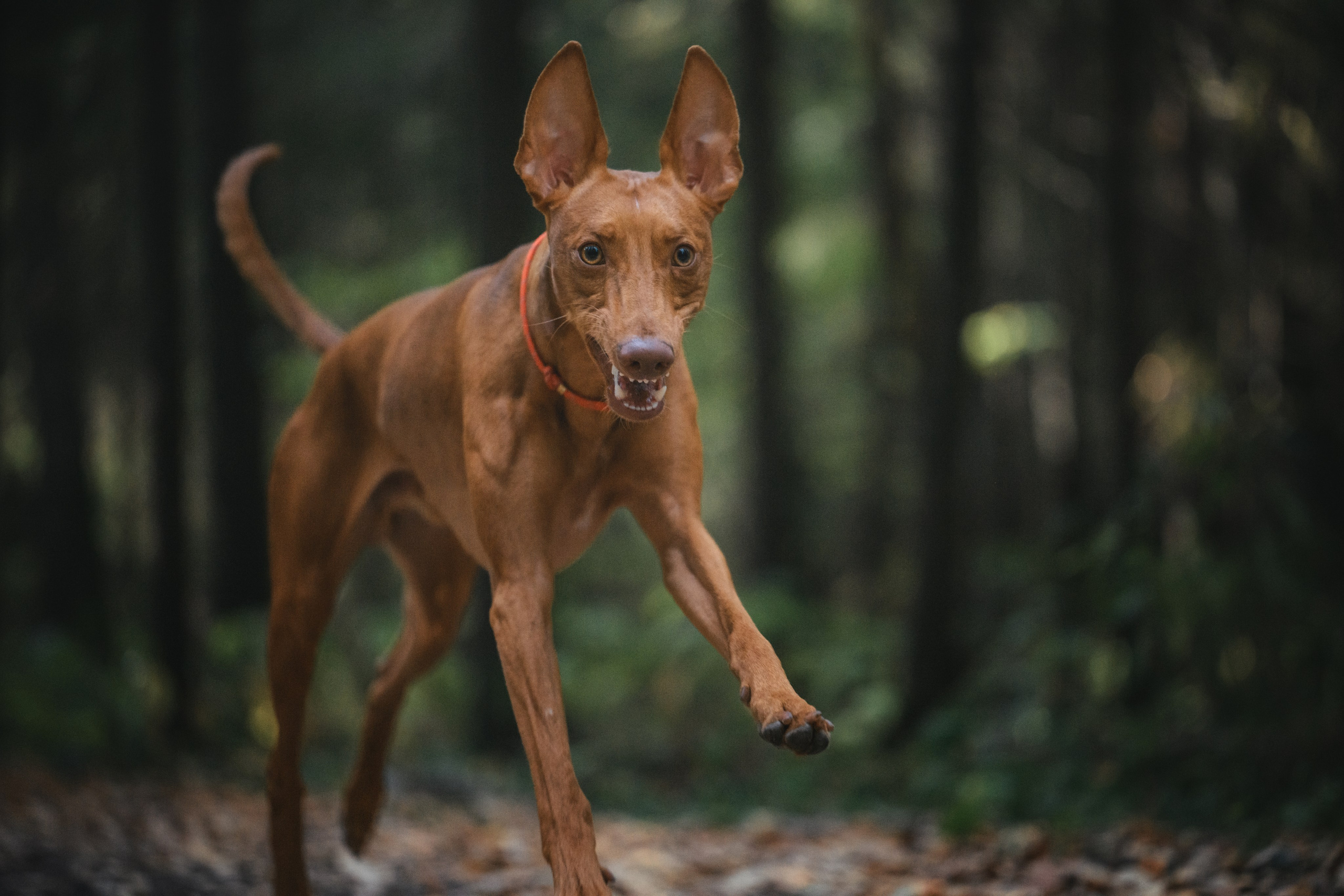Чирнеко. Лесная прогулка. Фотограф Анималист в Москве Анастасия Жучкова