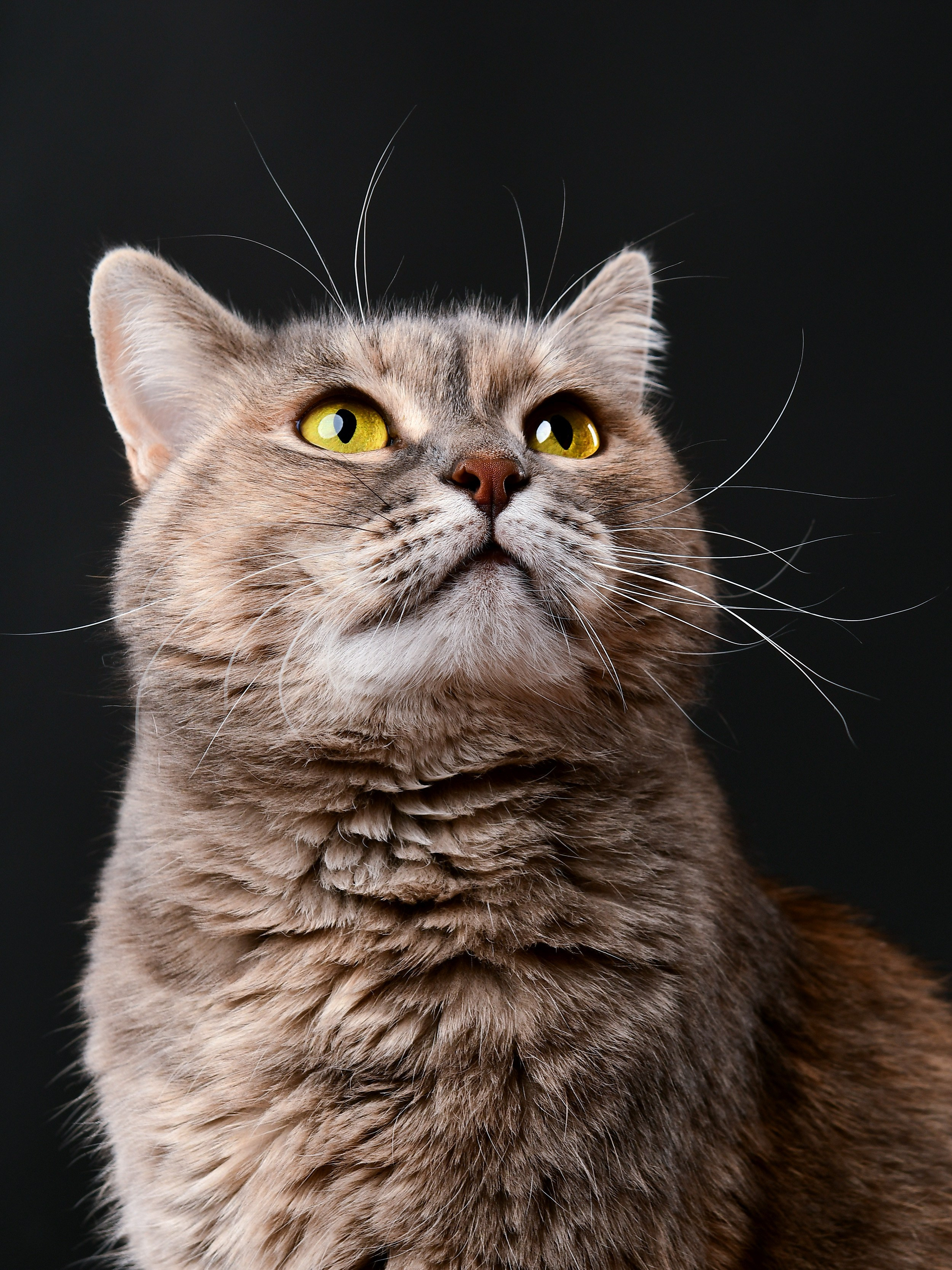 Съемка товаров для животных для маркетплейсов в Москве. Предметная фотосъемка для маркетплейсов в Москве. Предметный фотограф Дмитрий Дрогунов