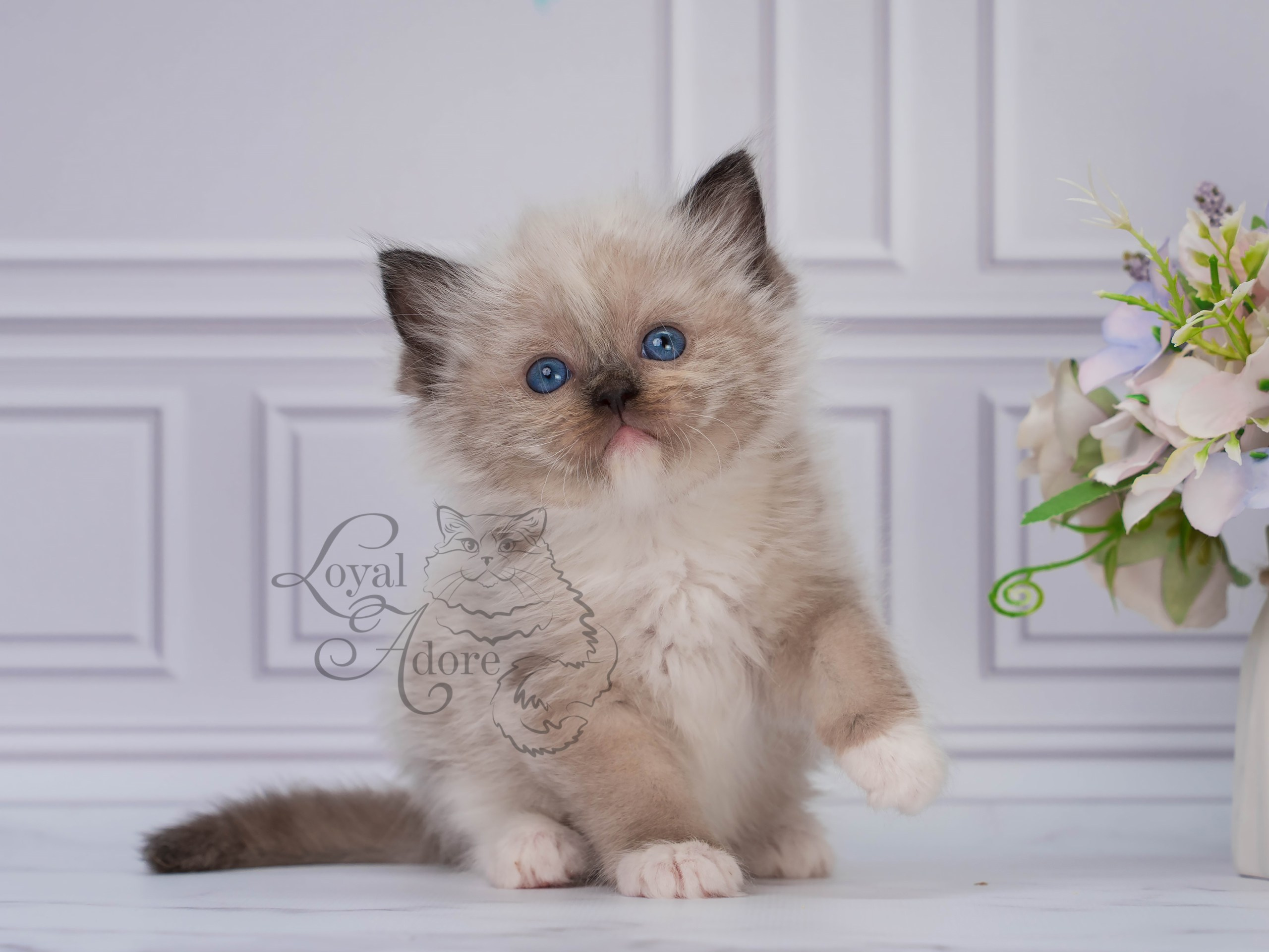 Котята рэгдолл от Loyal Adore. Питомник рэгдолл Loyal Adore