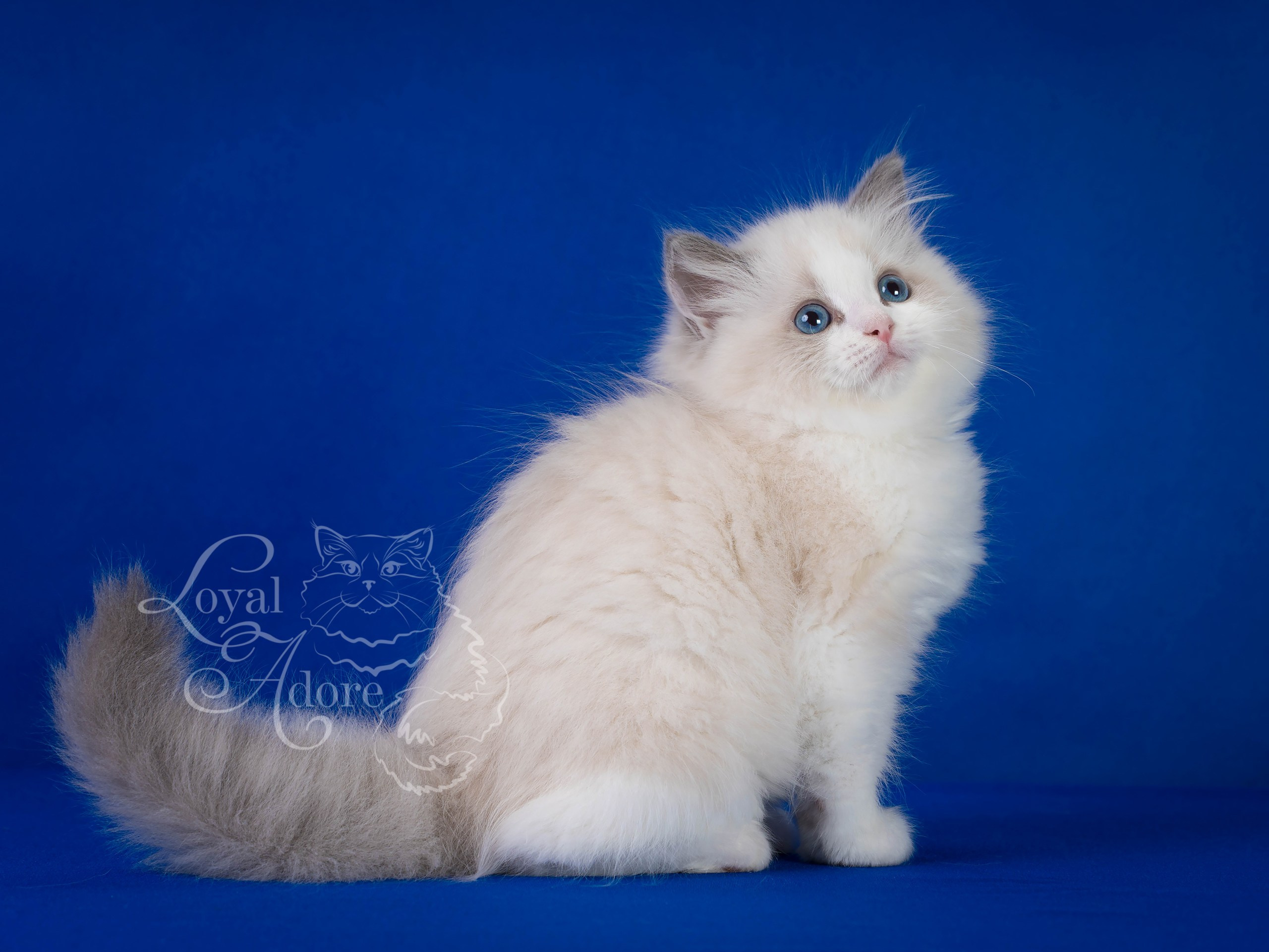 Котята рэгдолл от Loyal Adore. Питомник рэгдолл Loyal Adore