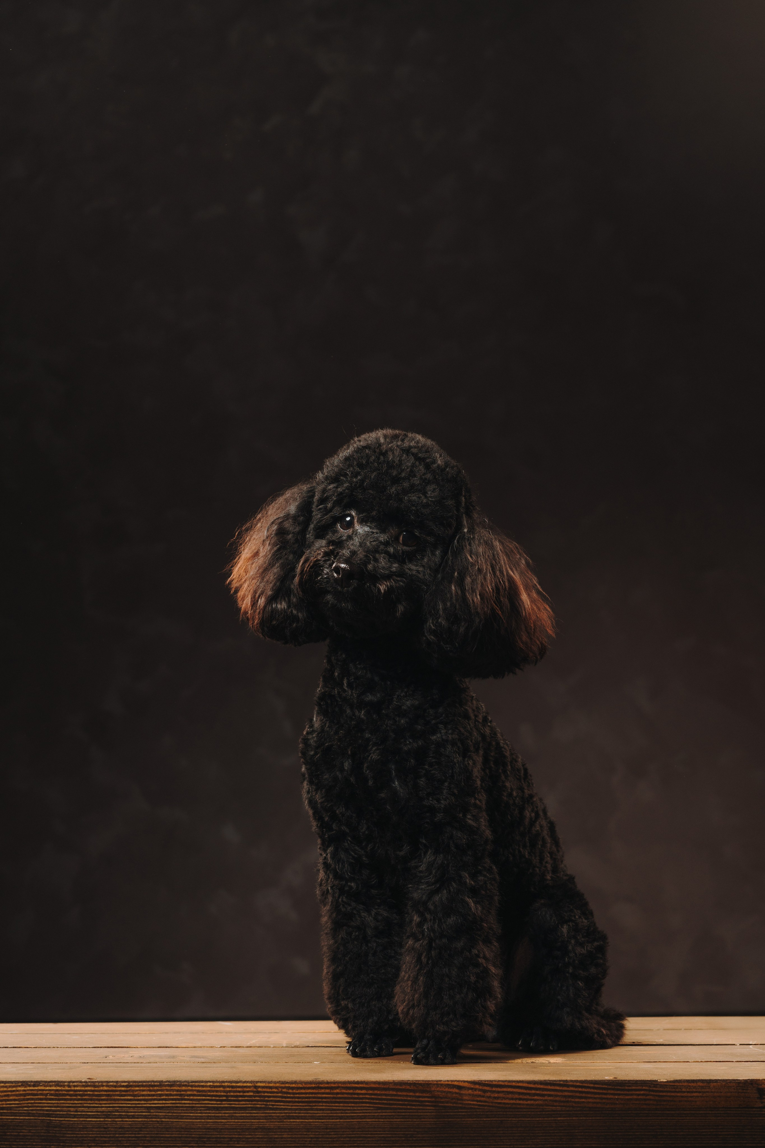 Ярослава и Туча. Фотограф анималист Осипчикова Мария