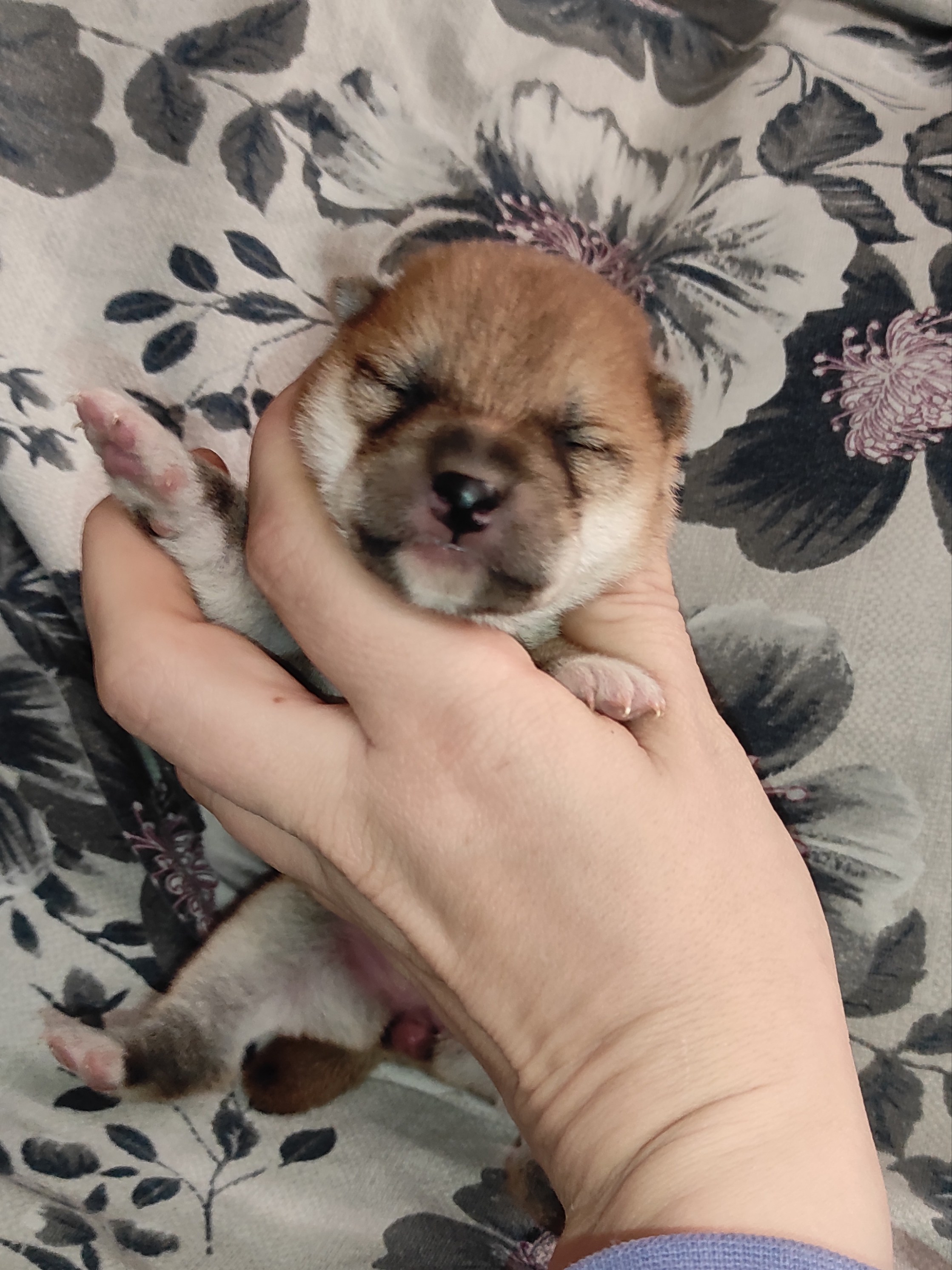 сиба питомник Рубилайт щенки на продажу rubylight  сиба щенки купить СПб Санкт-Петербург 