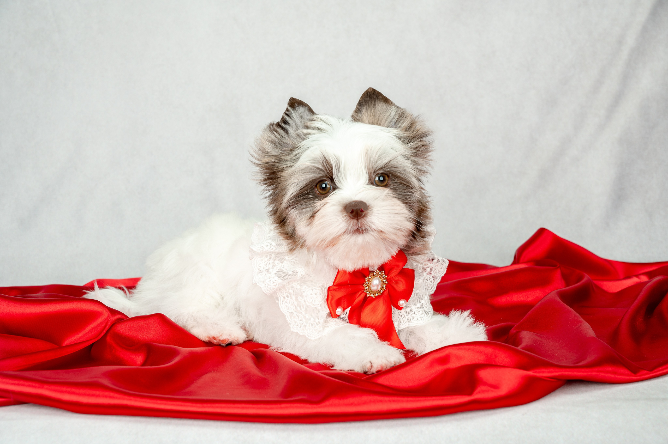 Собаки. Фотограф-анималист в СПб