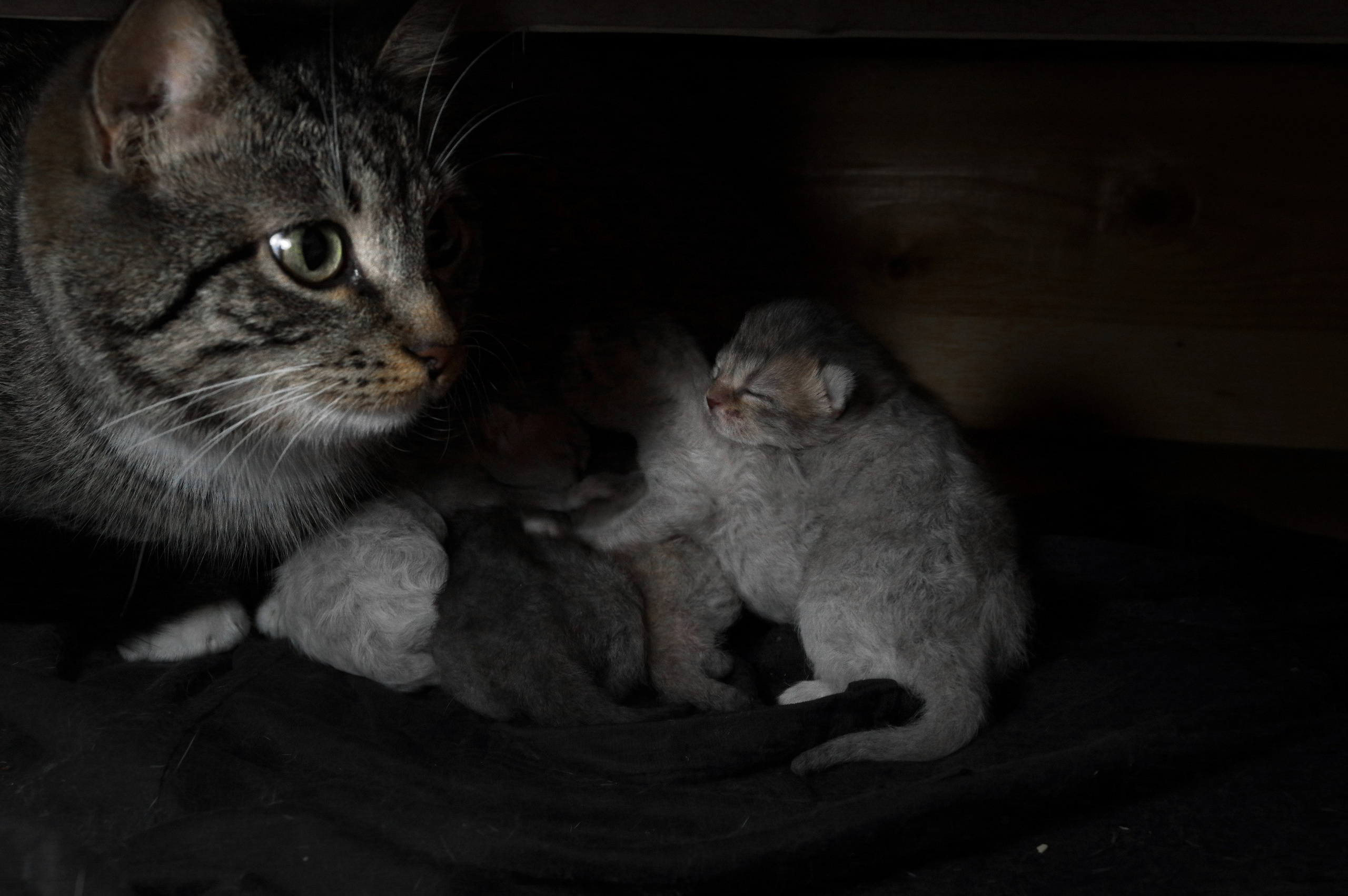 Котятам 3 дня. Вадим Шейдин