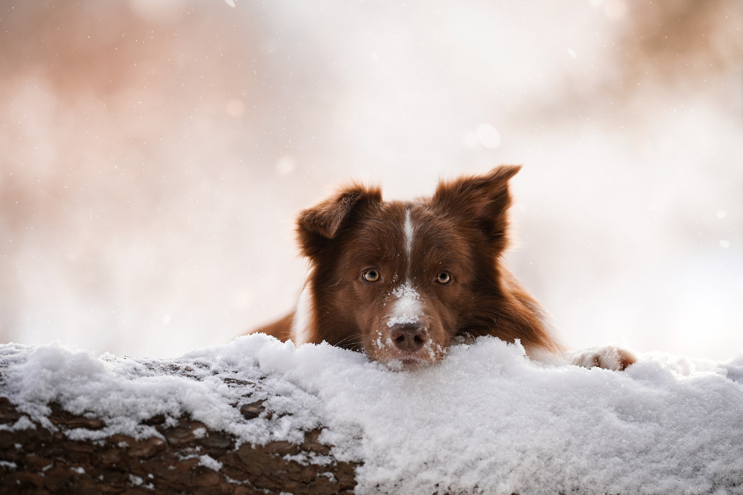 Катя и Ская. Фотограф-анималист в Санкт-Петербурге Яна Мартынова