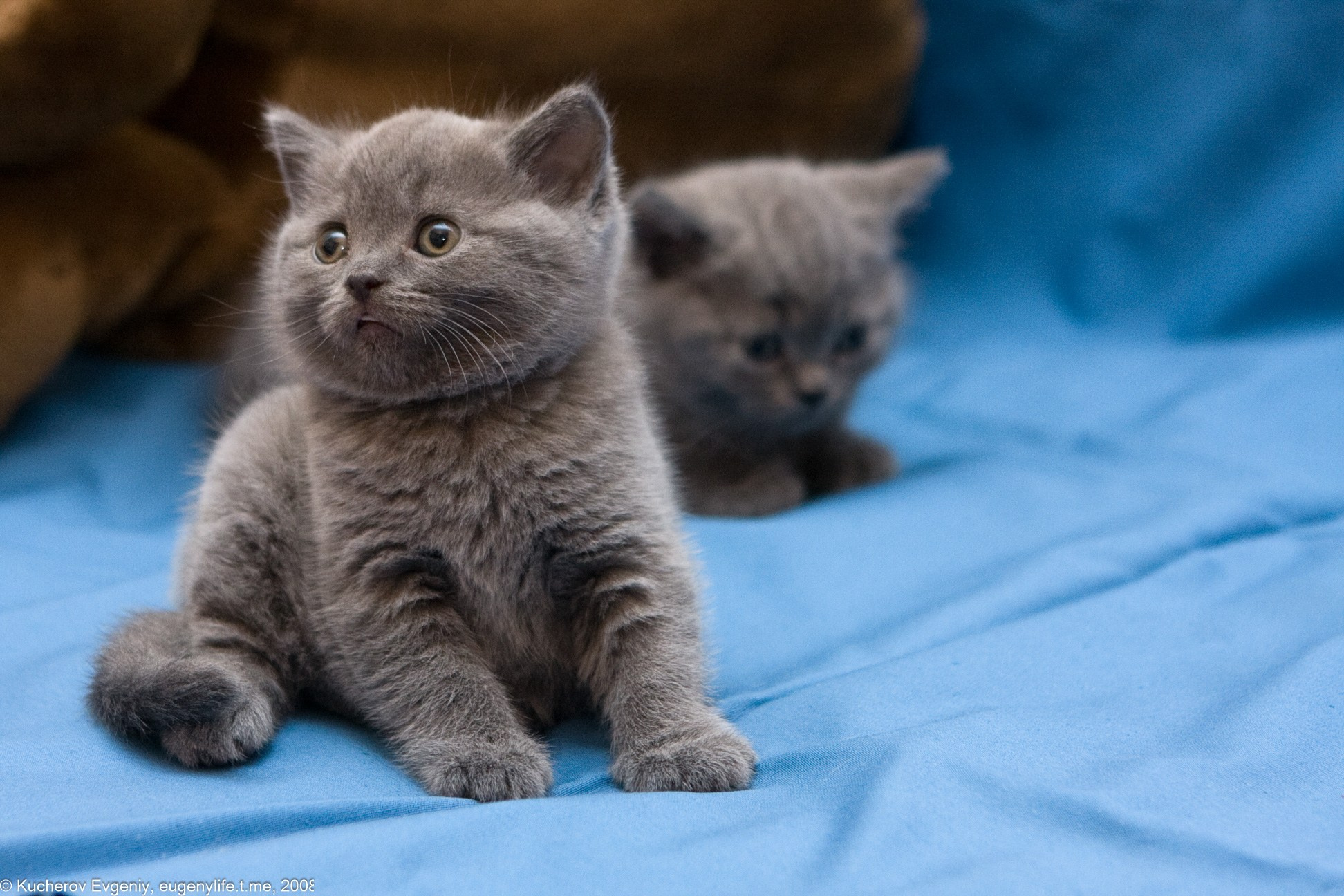 Животные. Кучеров Евгений. Фотограф