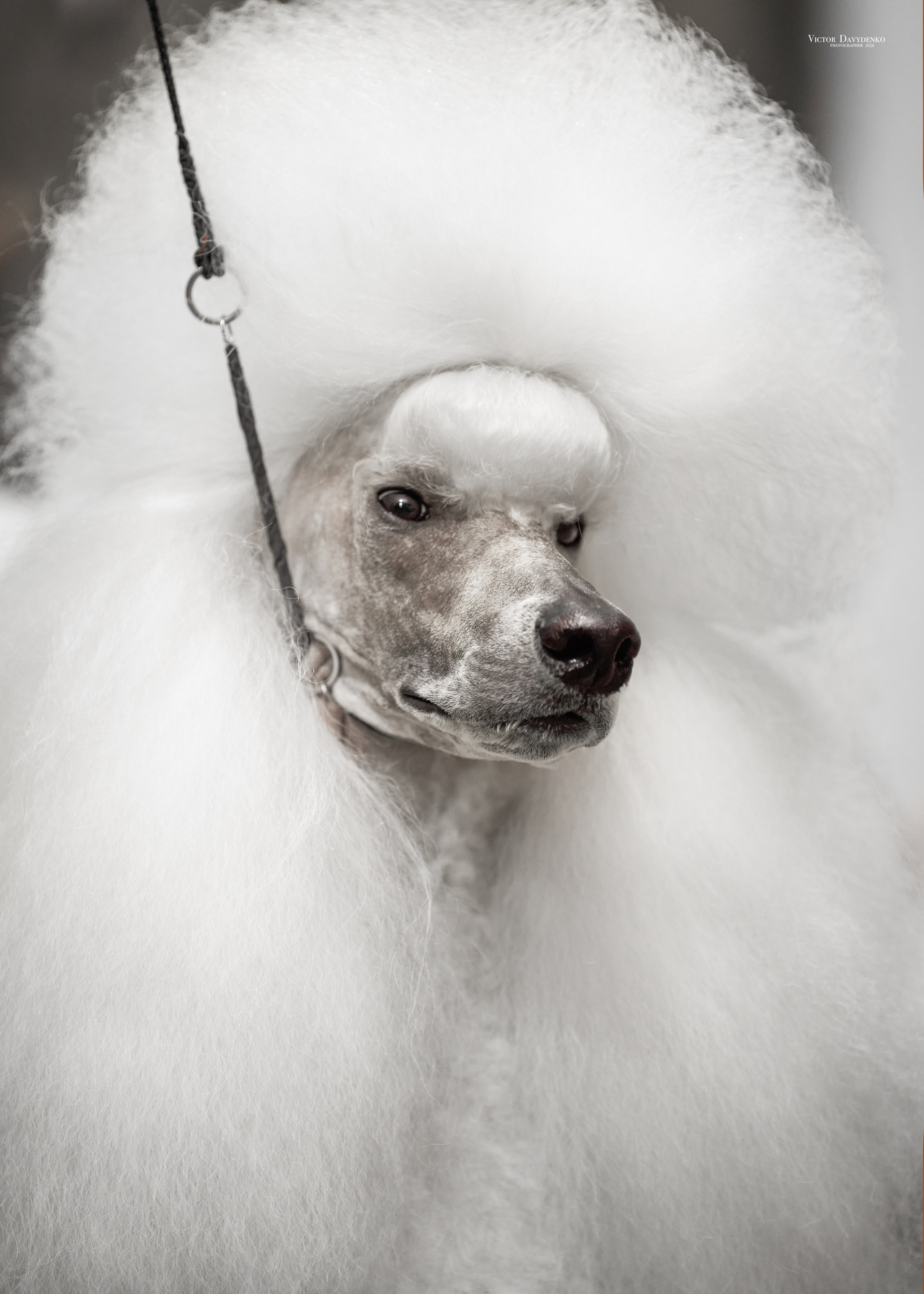 Dog Show. Давыденко Анна / Фотограф Краснодар/Сочи