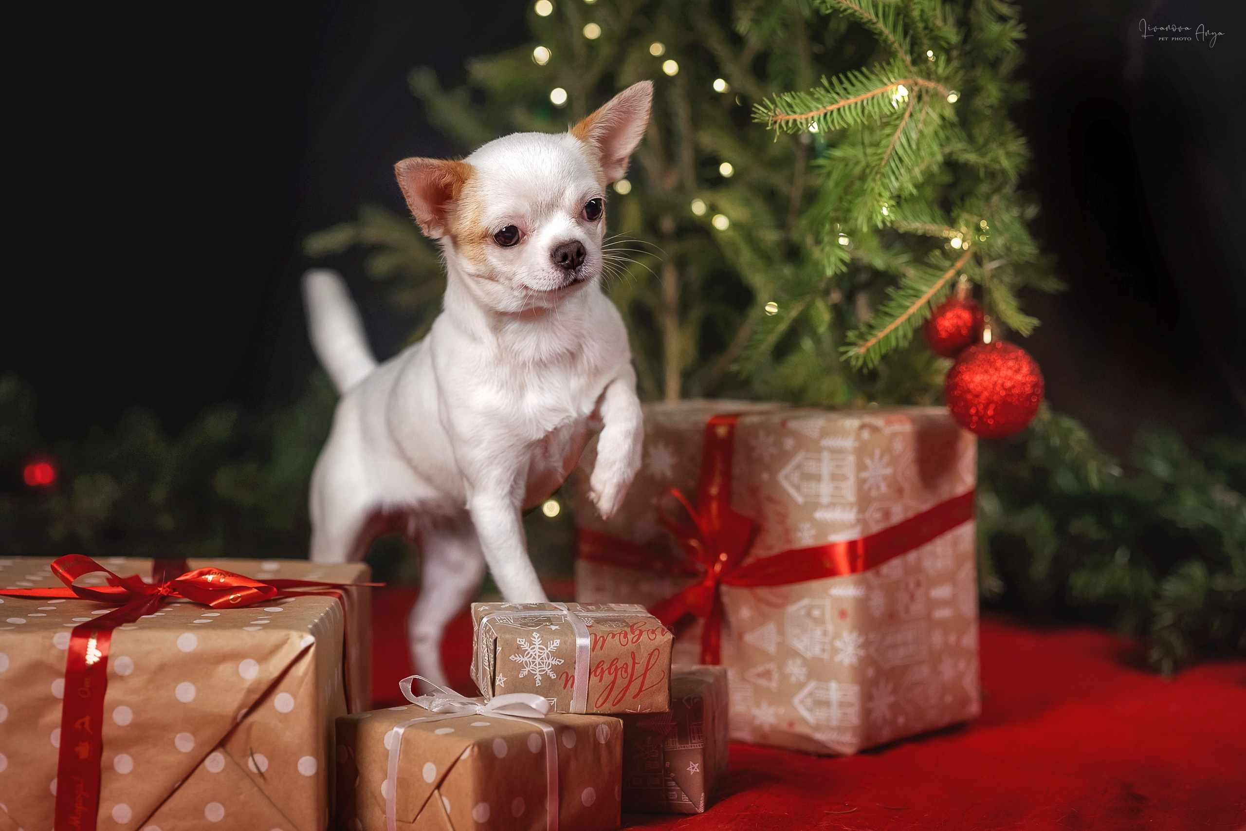 Фотодень_3 2025. Фотограф анималист Аня Ливанова | Рыбинск