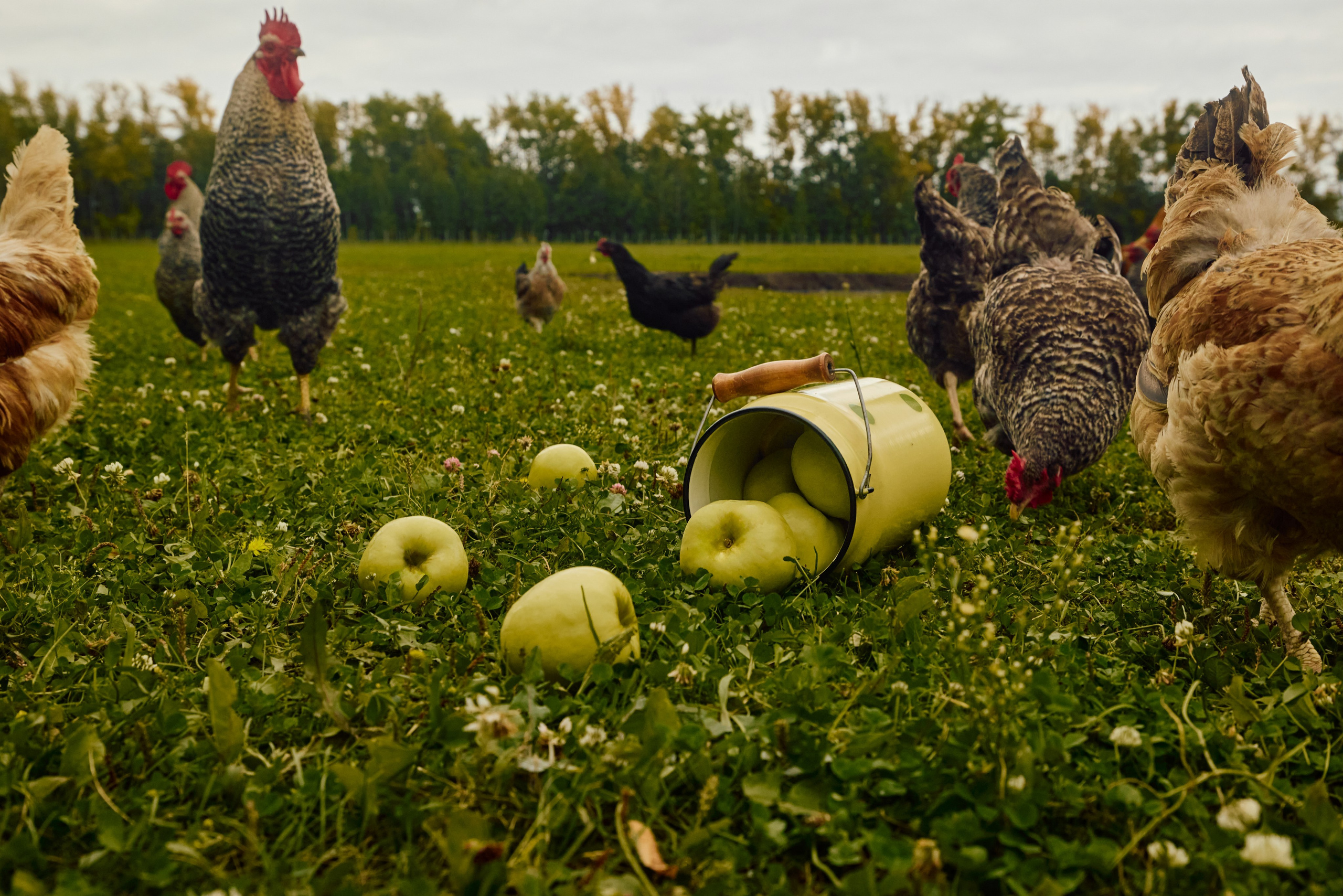 Собрано в саду. Святослав Лебедев | Рекламный фотограф — Коммерческая съемка, Арт-дирекшн, AI-интеграция