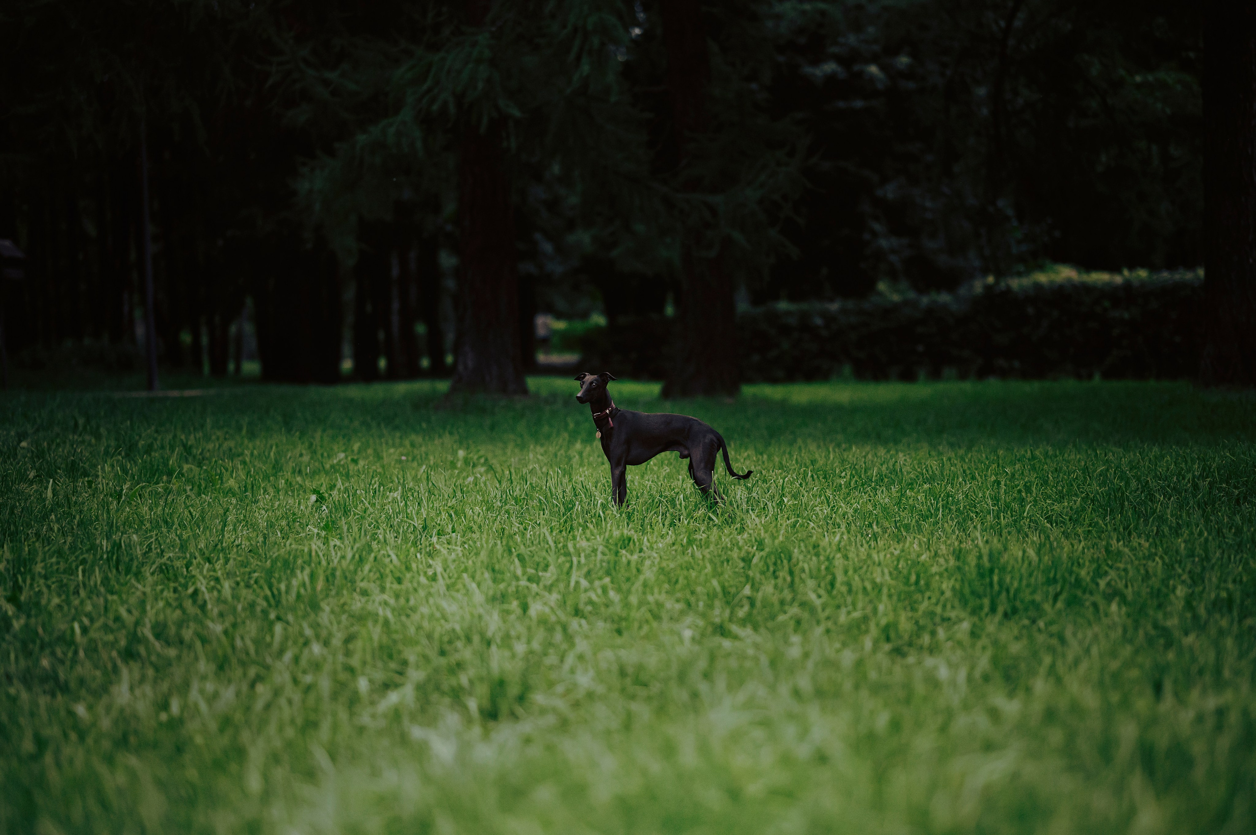 Дофи. Фотограф- анималист Александра Матвеева