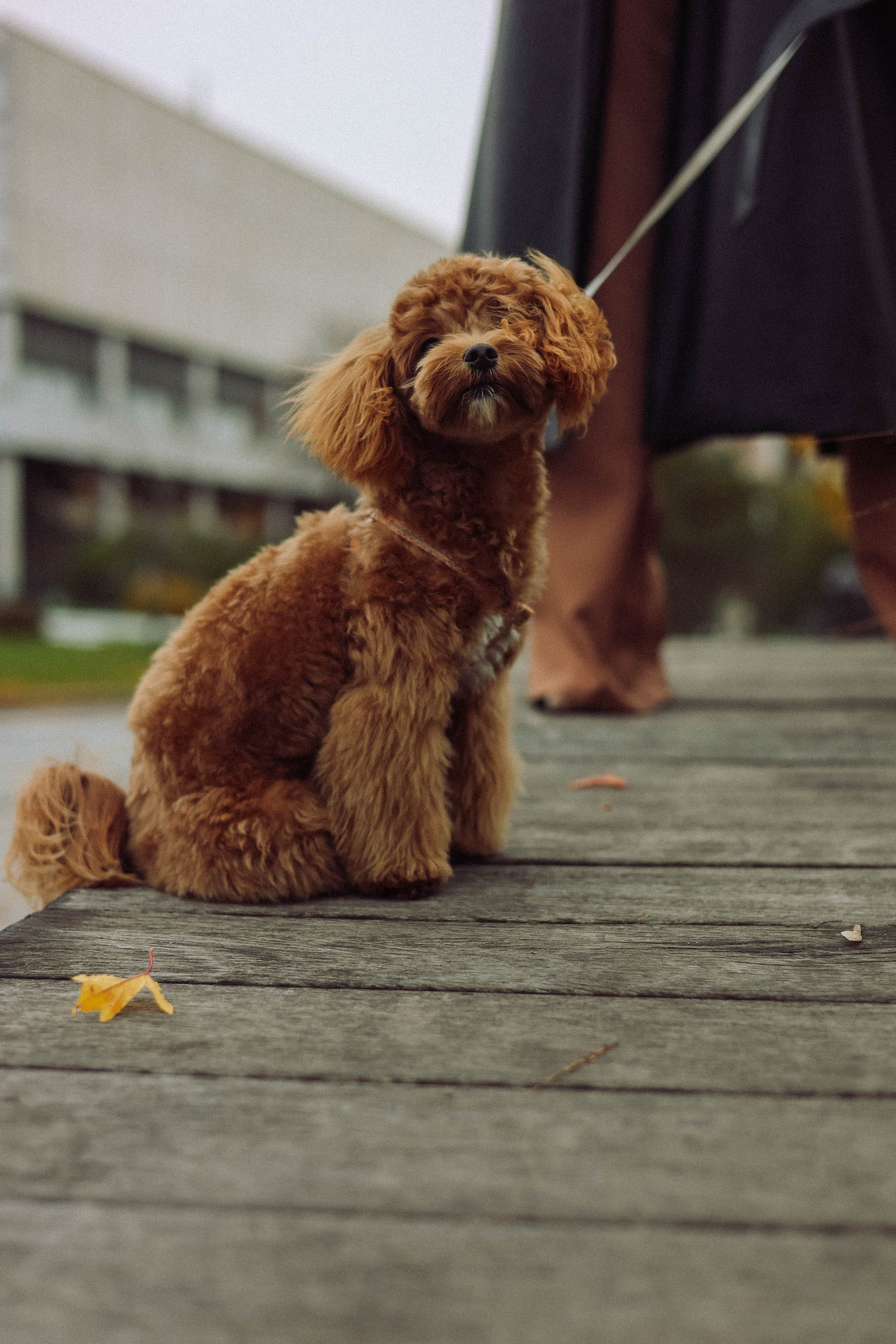 Кира. Фотограф в Москве Анастасия Калинина