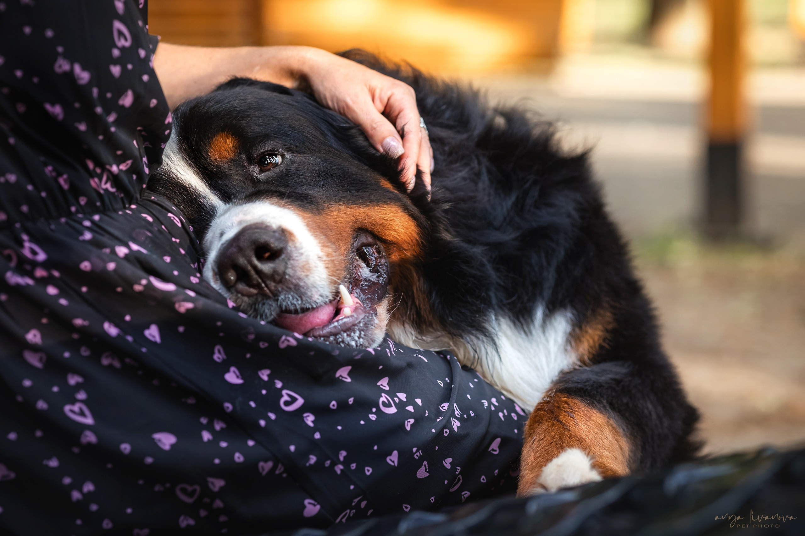 Маша и Буч. Фотограф анималист Аня Ливанова | Рыбинск