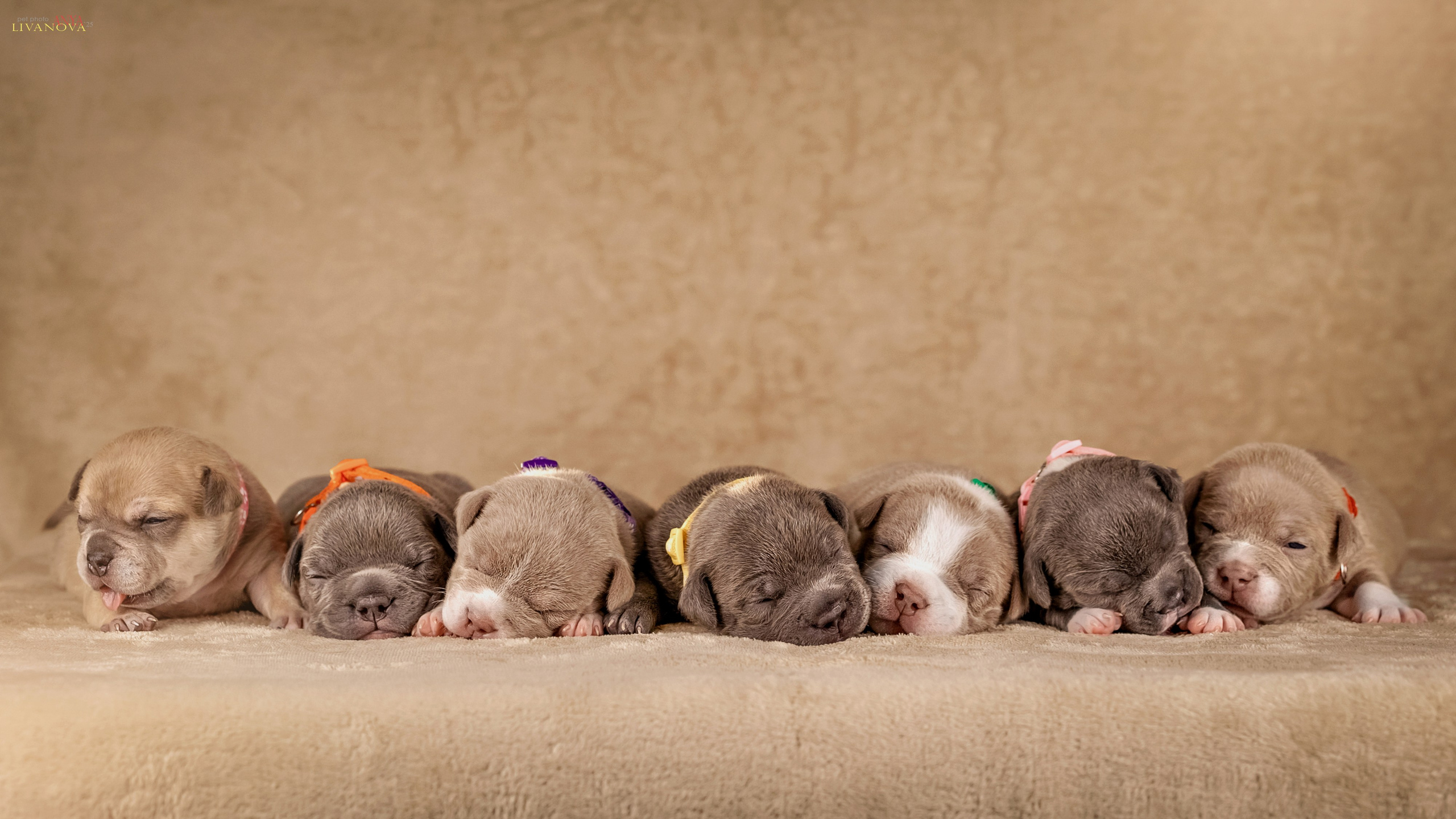 Амбулли. Фотограф анималист Аня Ливанова | Рыбинск