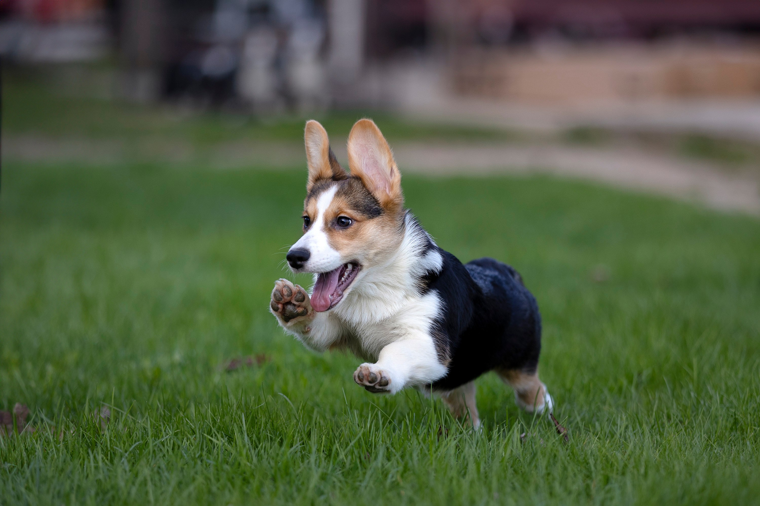 Вельш Корги Кардиган. Фотограф анималист, семейный фотограф, фотограф собак Комратова Мария. г. Москва